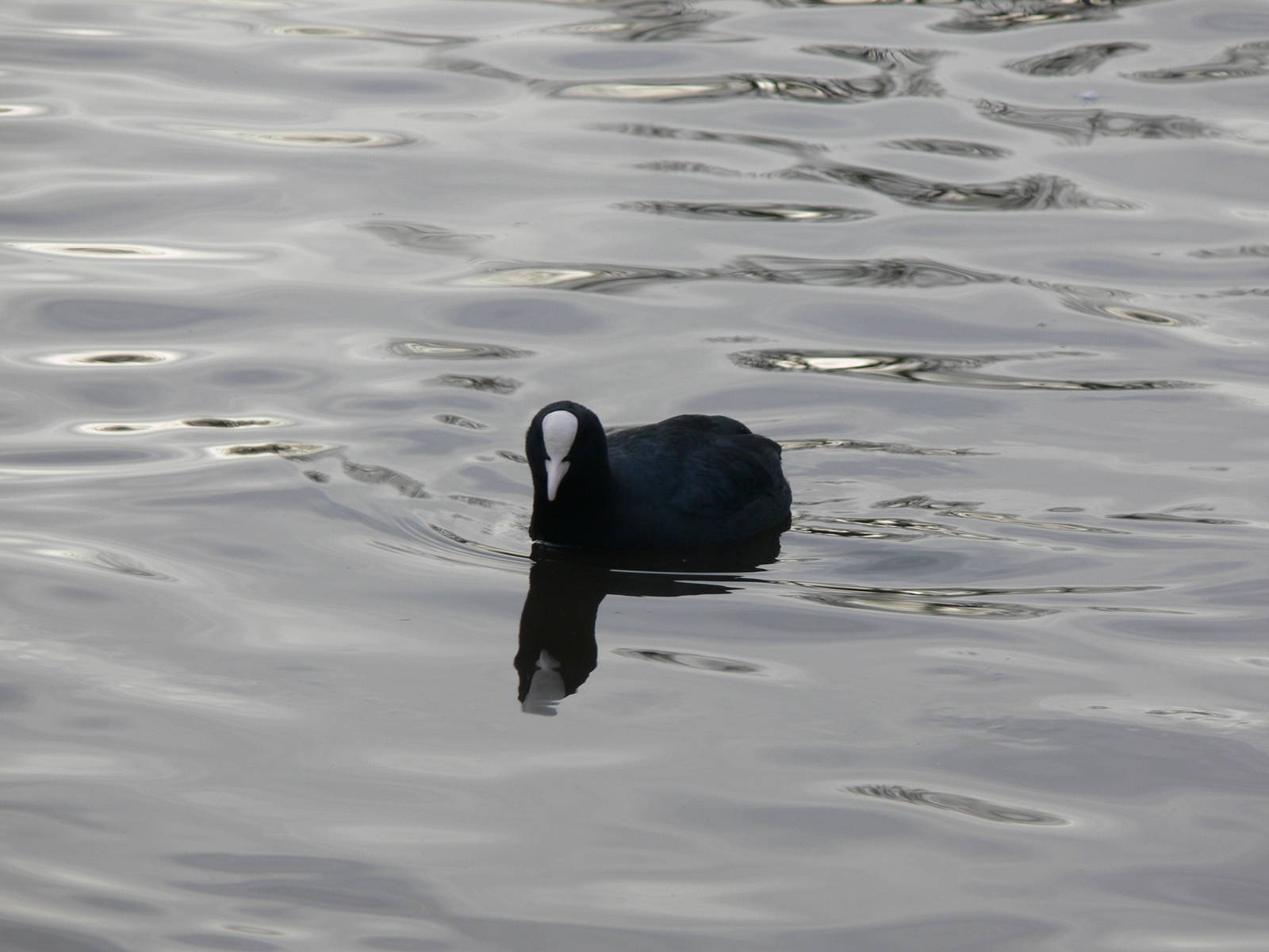 Eurasian Coot at Martin Mere WWT 08/12/12