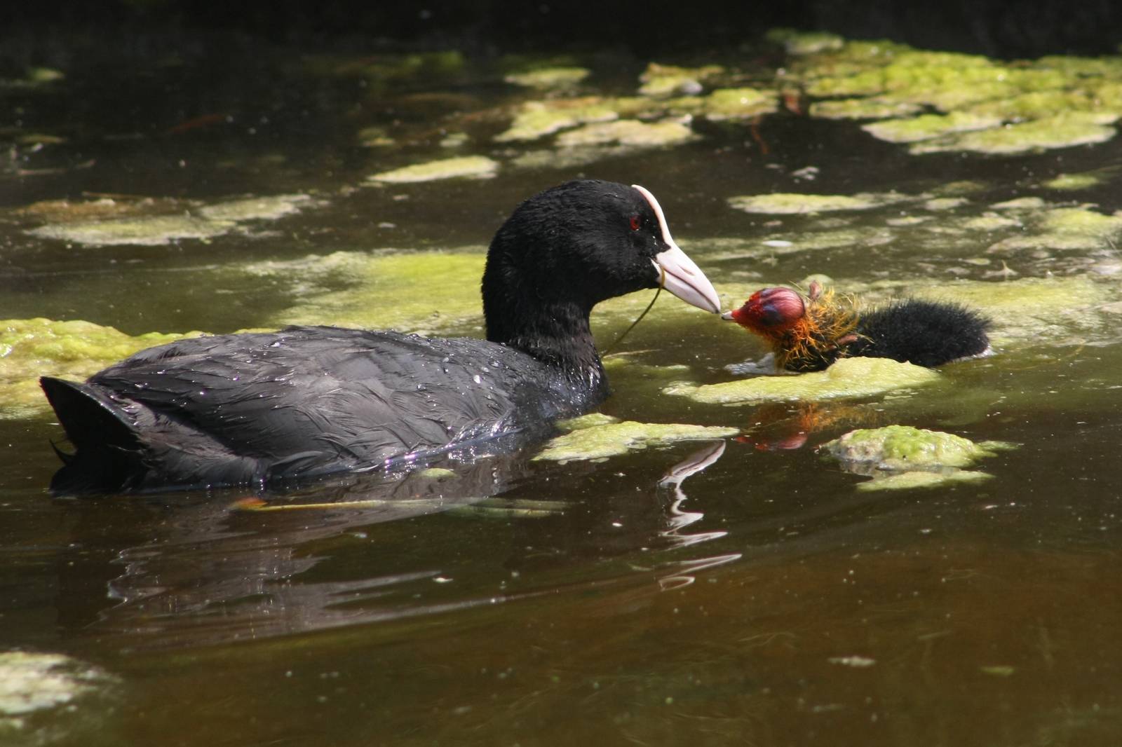 Eurasian Coot & Chick