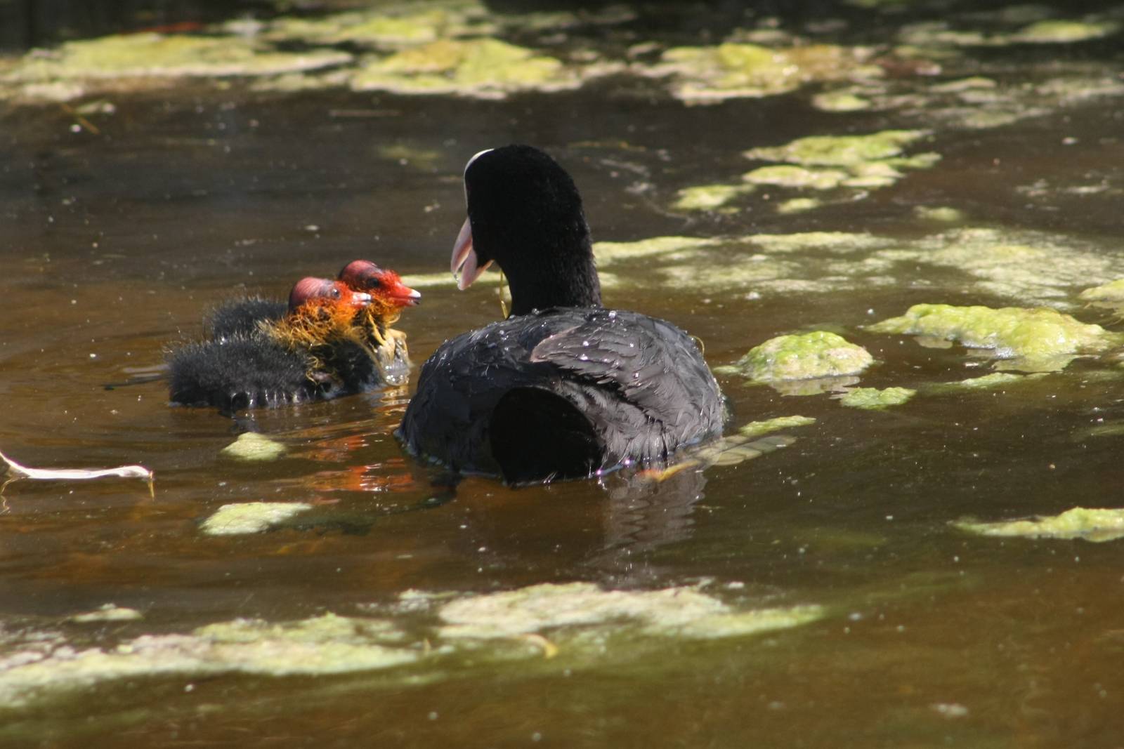 Eurasian Coot & Chick