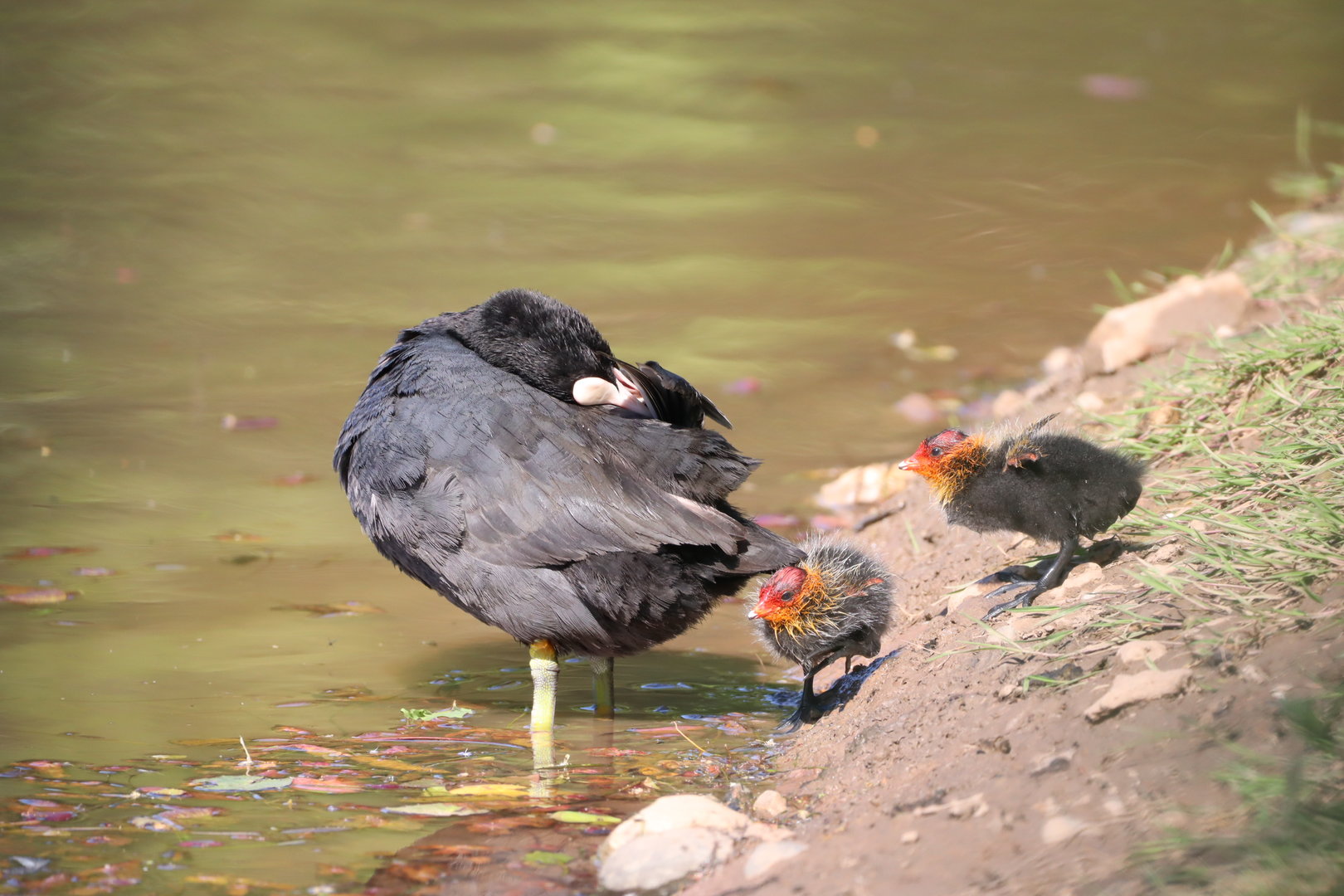 Eurasian Coot & chicks