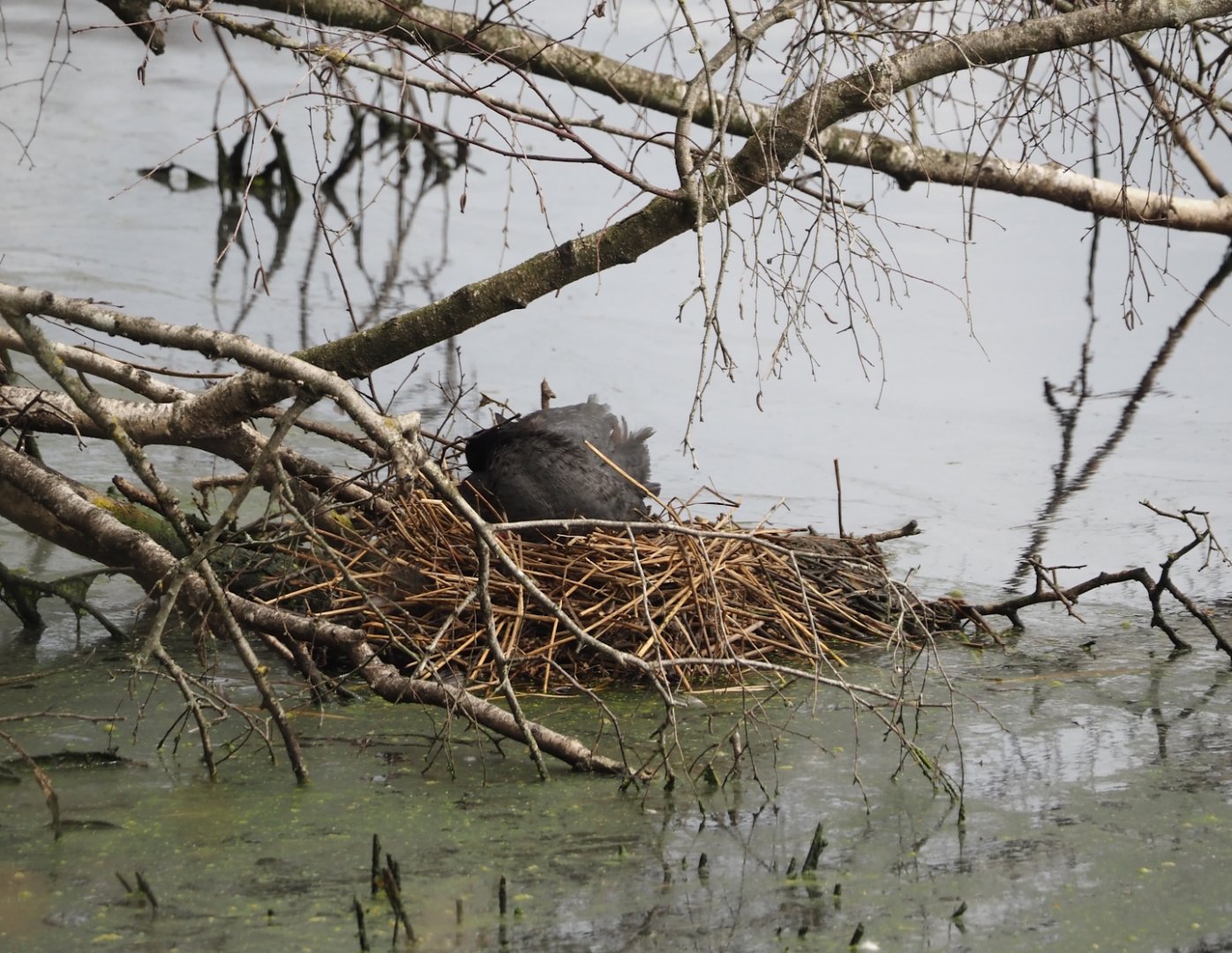 Eurasian coot (Fulica atra) nest, Zwillbrocker Venn, 2025-05-26
