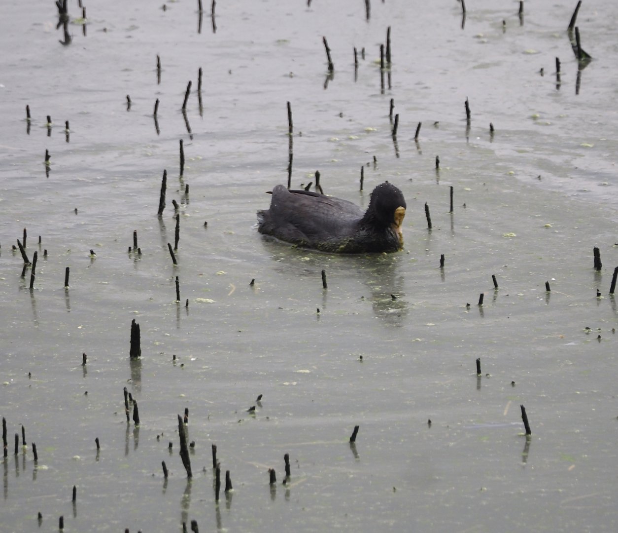 Eurasian coot (Fulica atra), Zwillbrocker Venn, 2025-05-26
