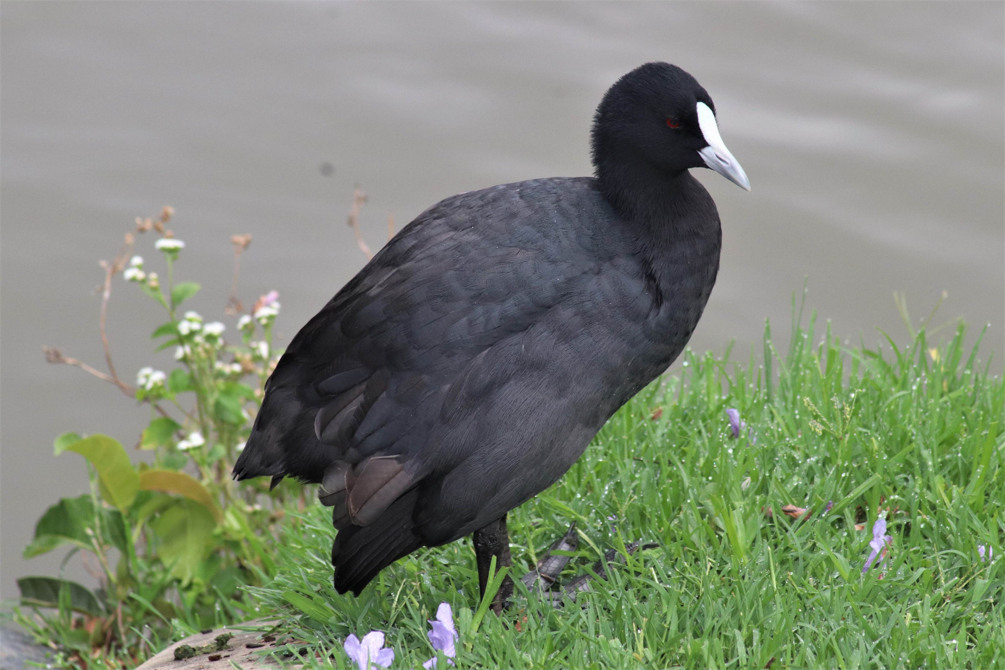 Eurasian Coot (Fulica atra)
