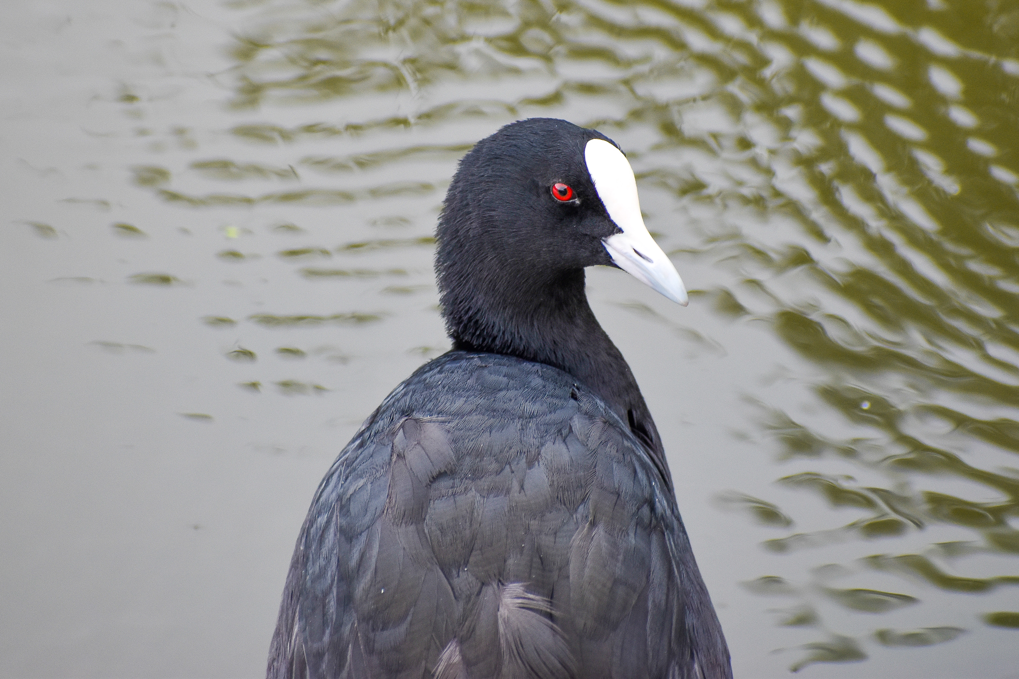 Eurasian Coot (Fulica atra)