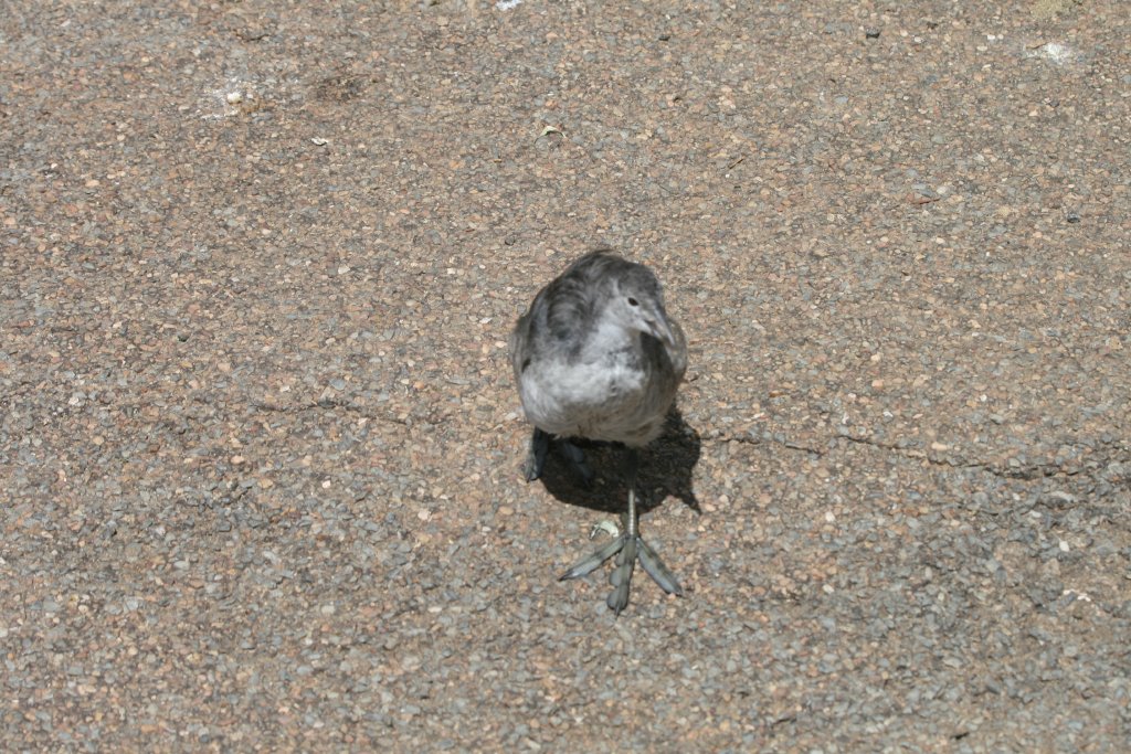 Eurasian Coot juvenile