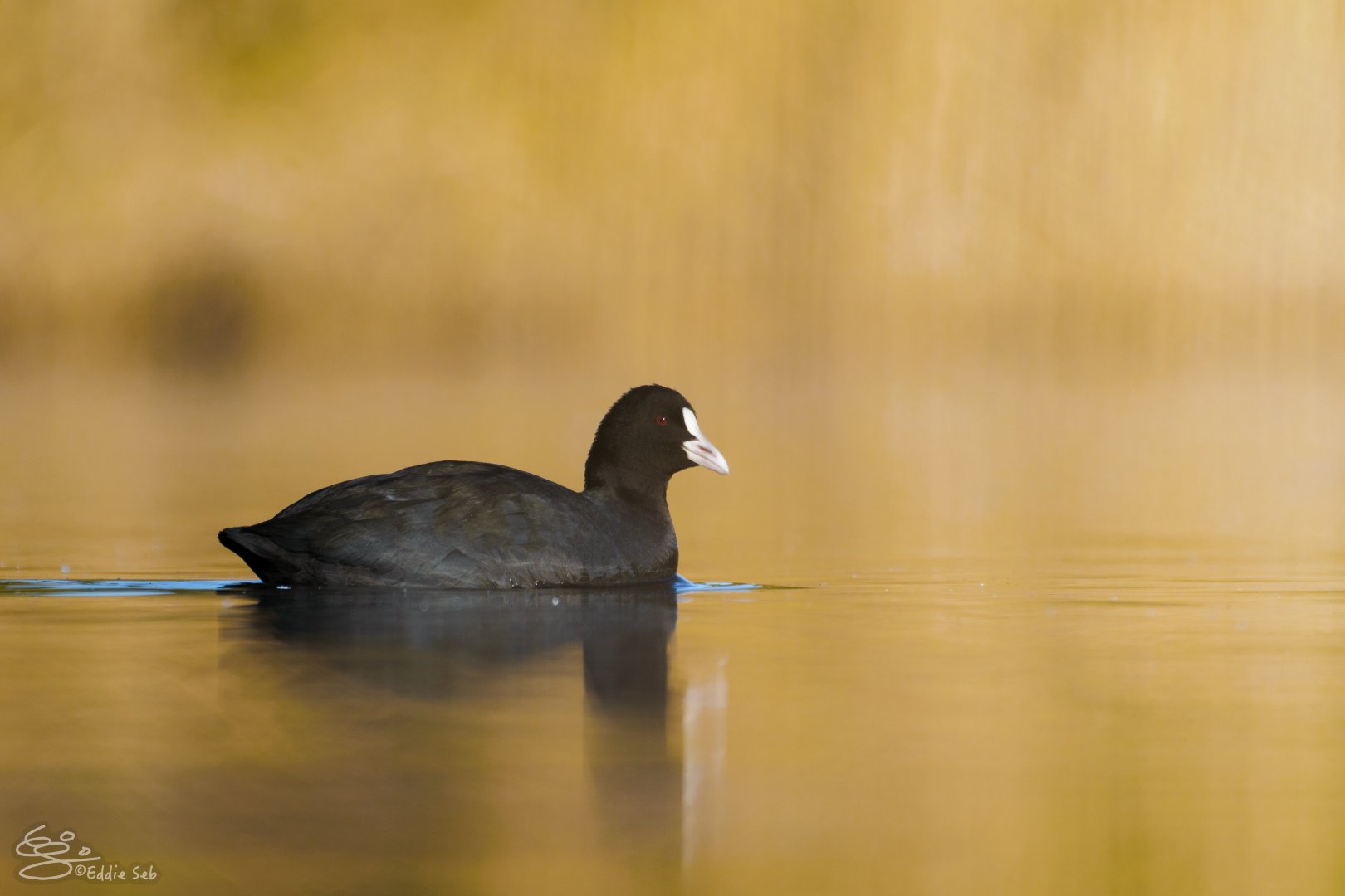 Eurasian Coot - Kasai Rinkai Seaside Park