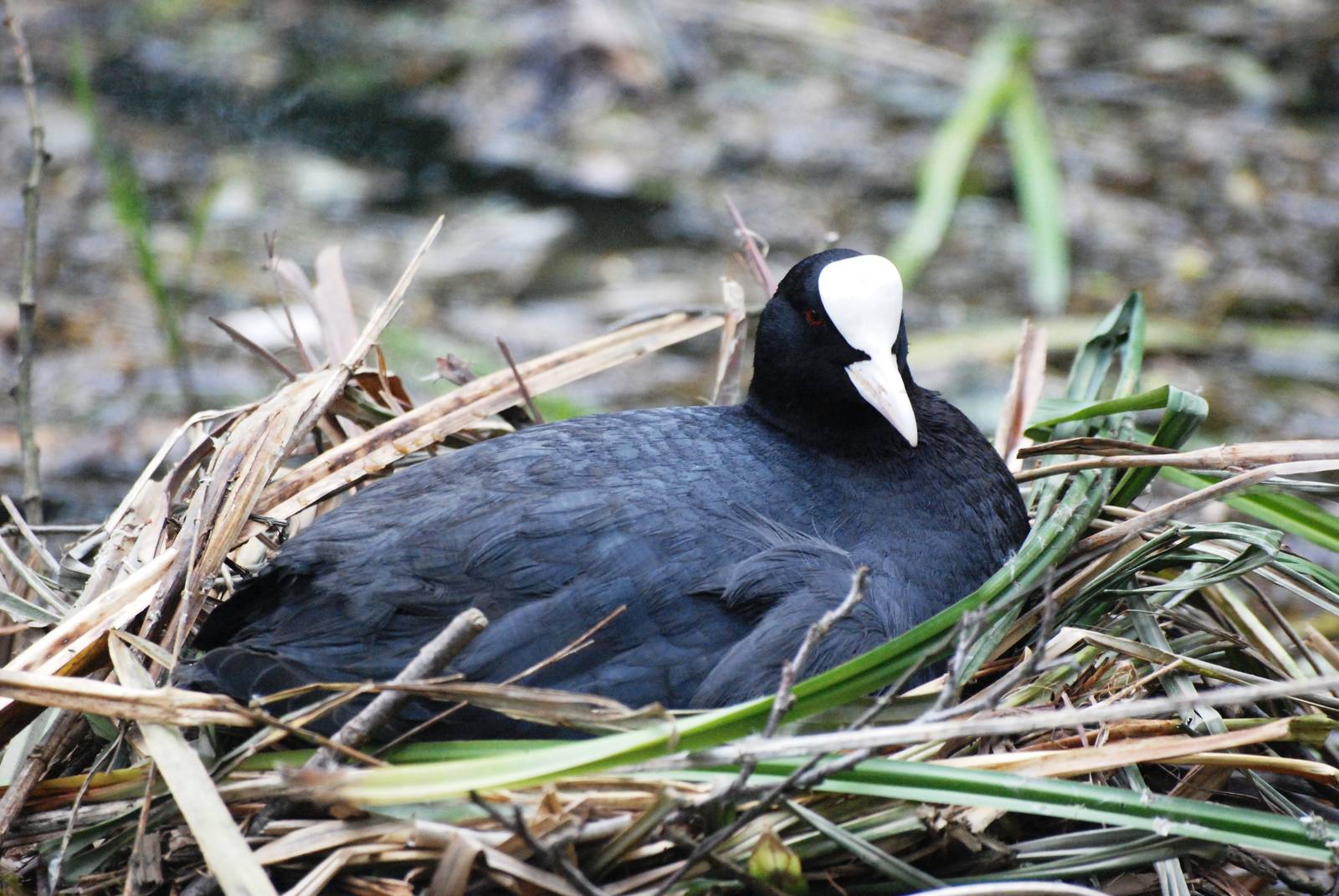 Eurasian Coot on Nest at Cromford Canal, 27/05/13