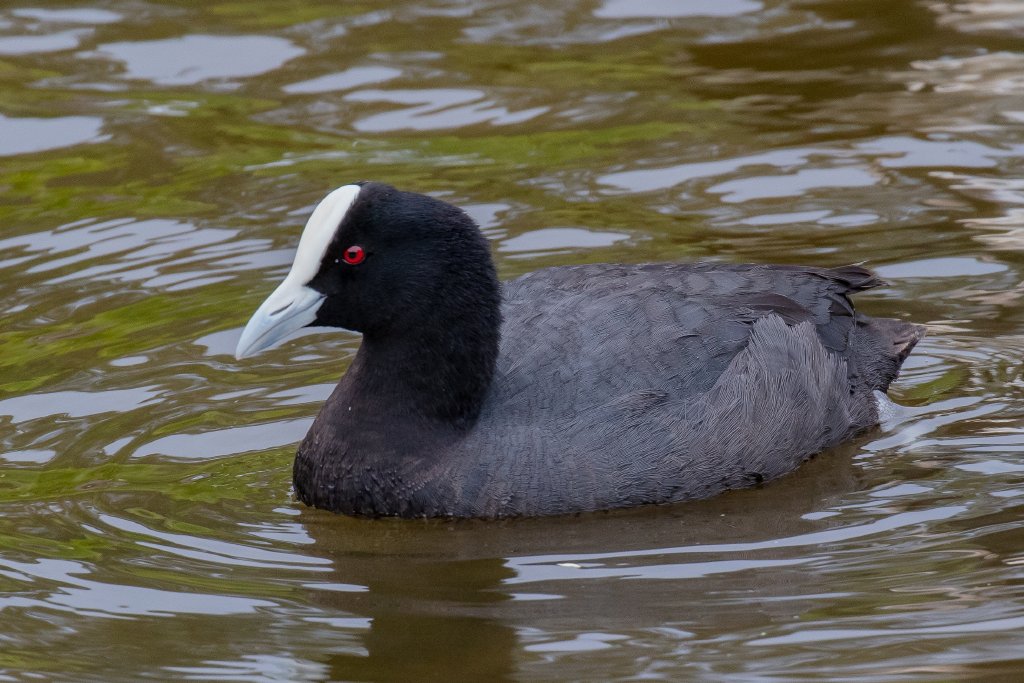 Eurasian Coot - wild bird
