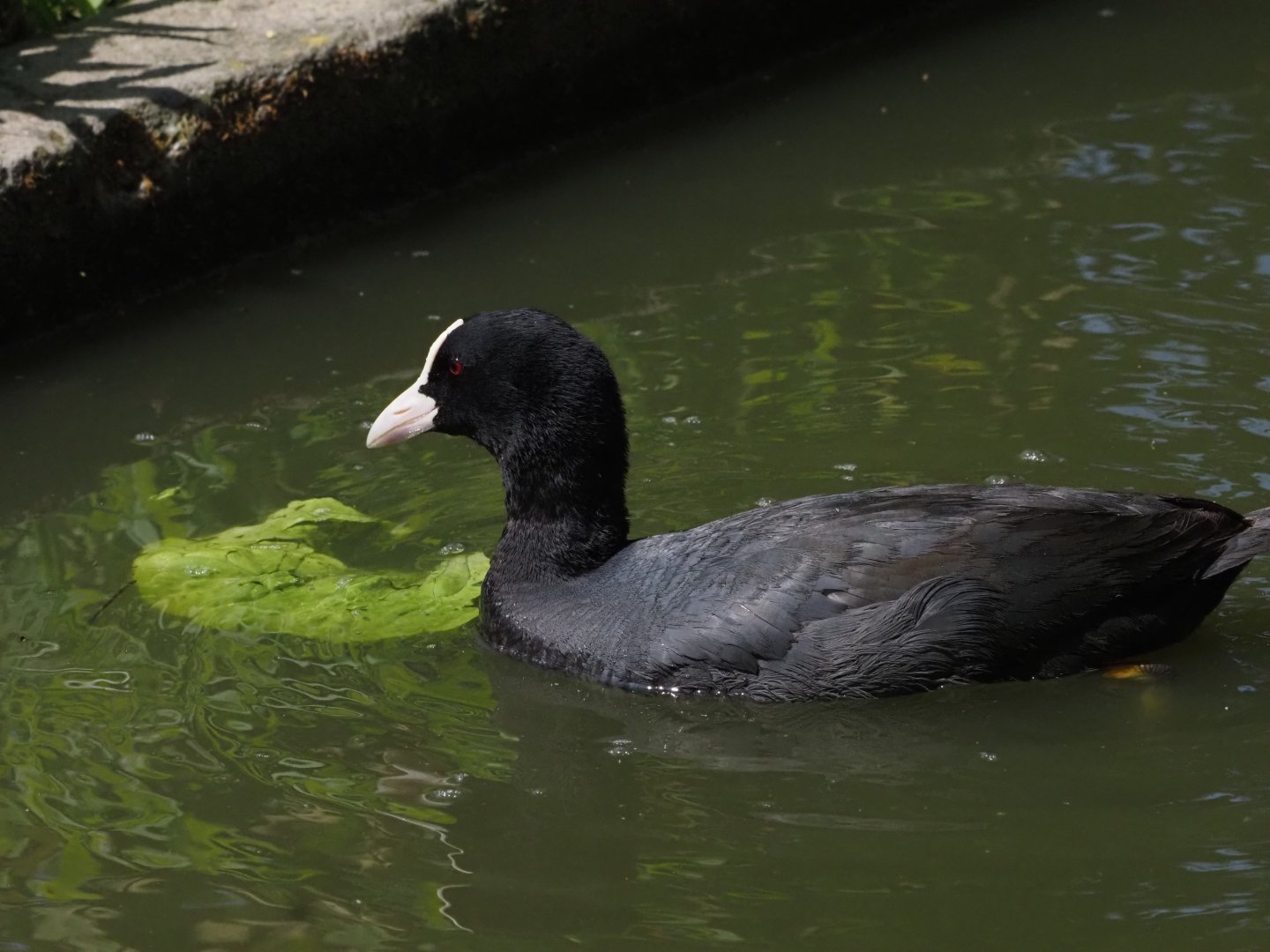Eurasian Coot (Wild)