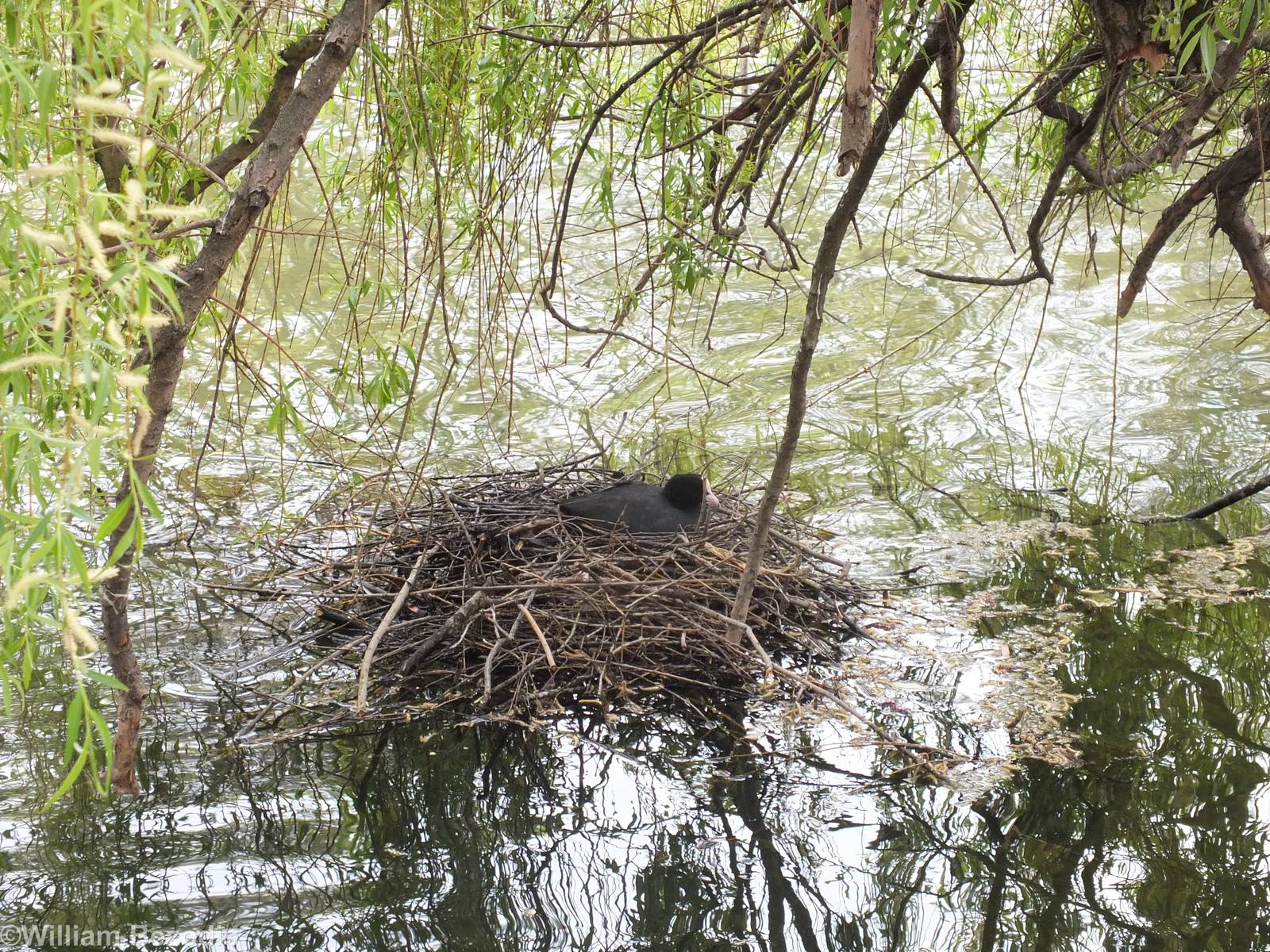 Eurasian Coot with Nest