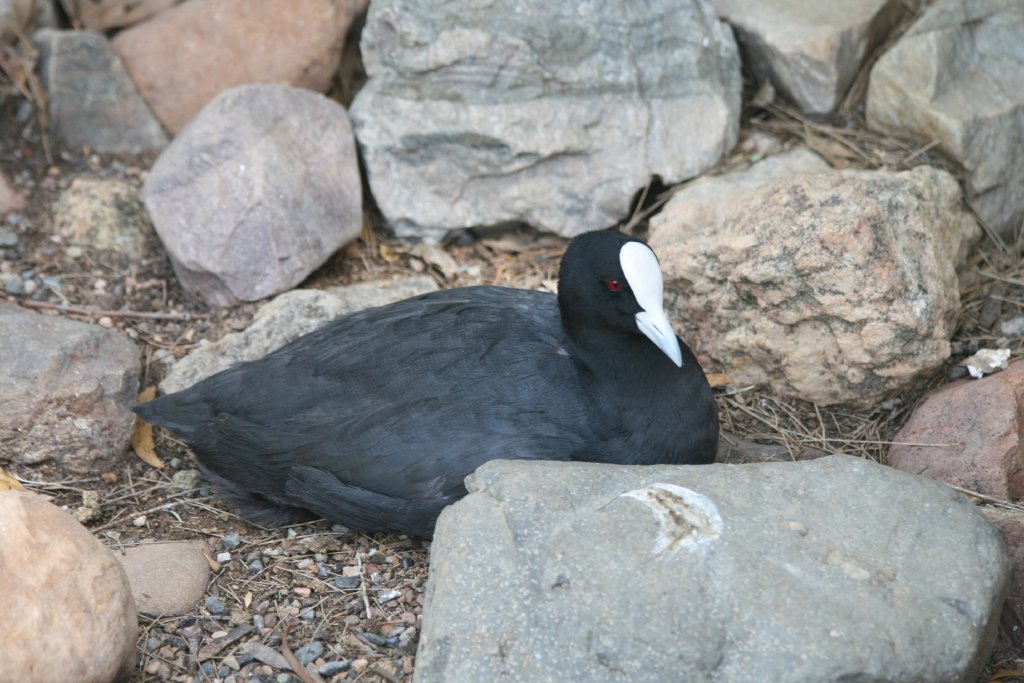 Eurasian Coot