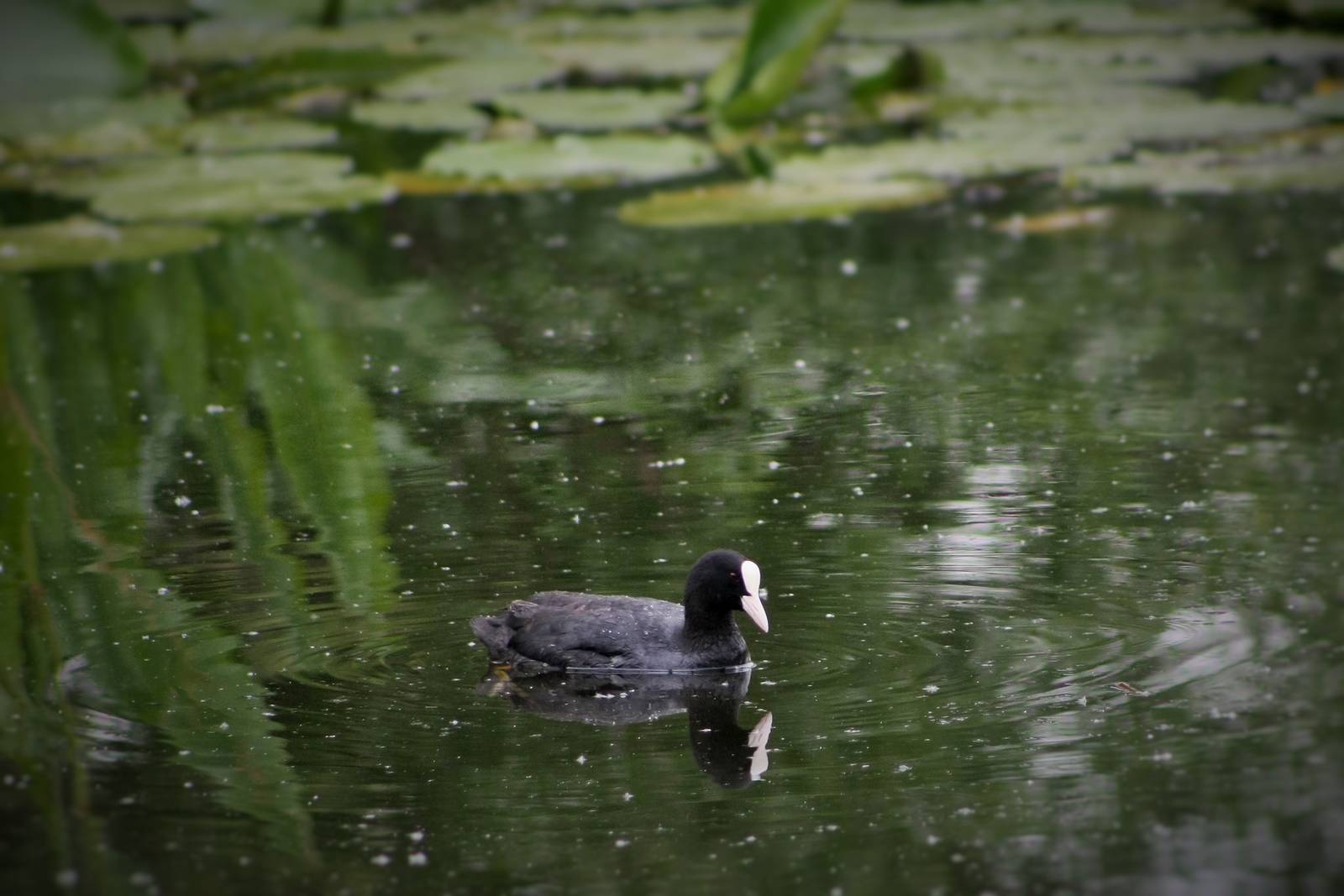 Eurasian Coot