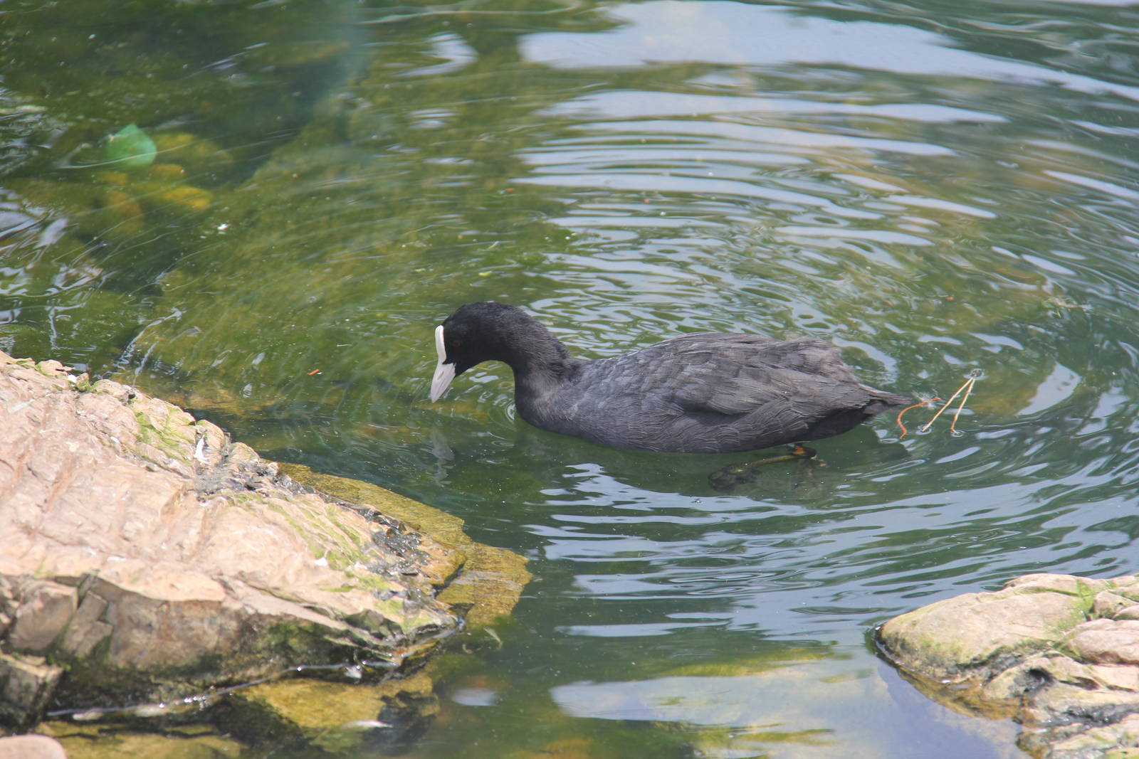 Eurasian coot