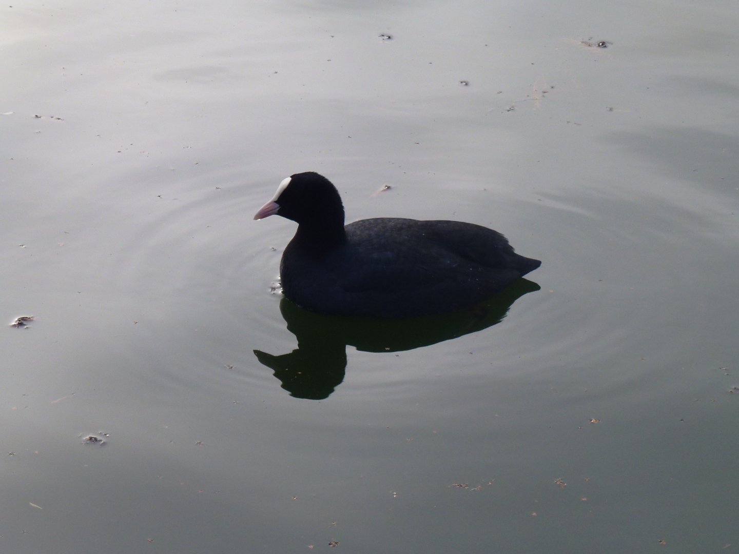 Eurasian coot