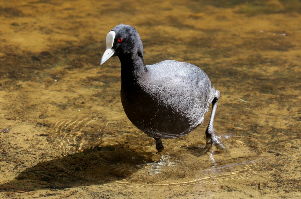 Eurasian Coot