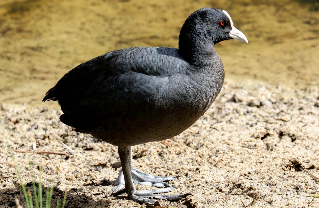 Eurasian Coot