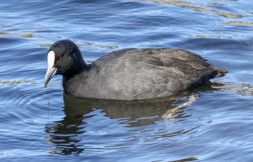 Eurasian Coot