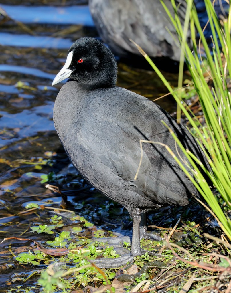 Eurasian Coot