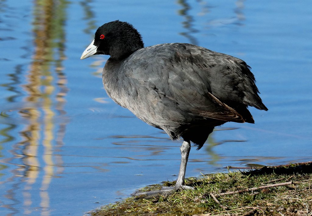 Eurasian Coot