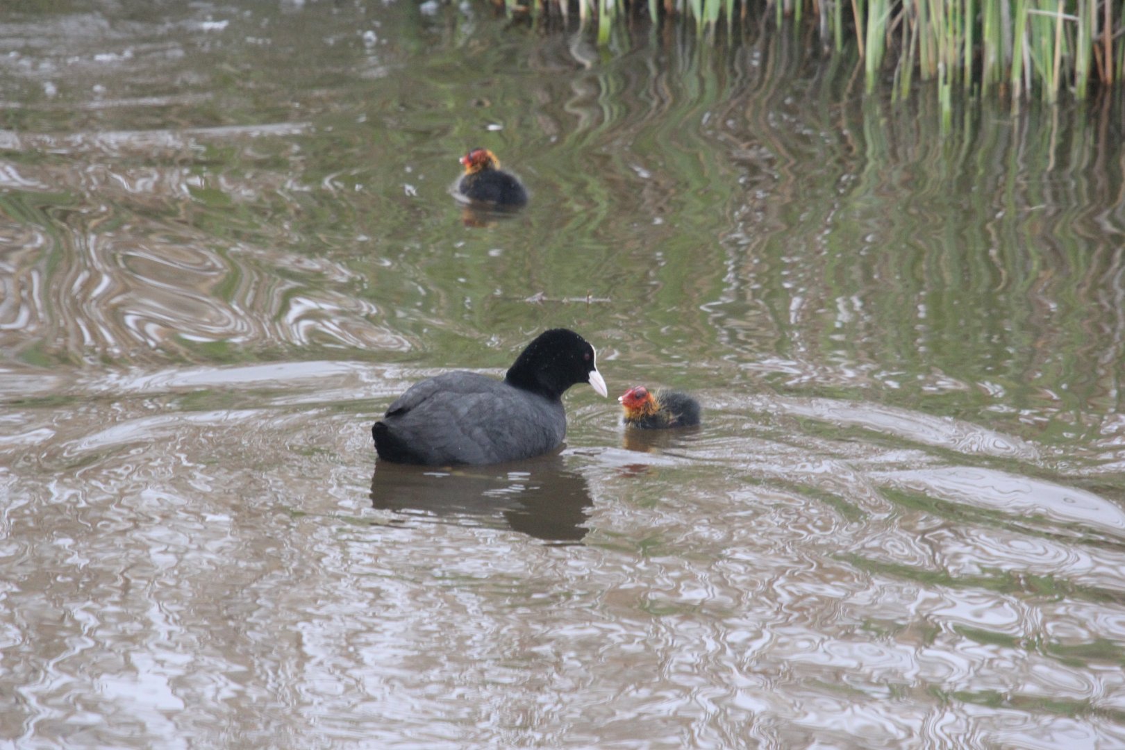 Eurasian coot