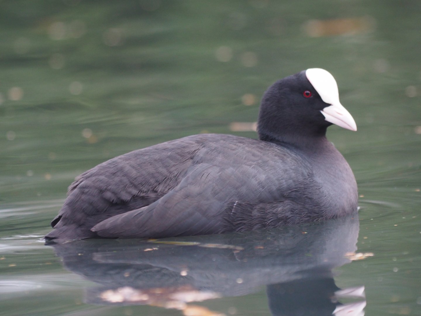 Eurasian Coot