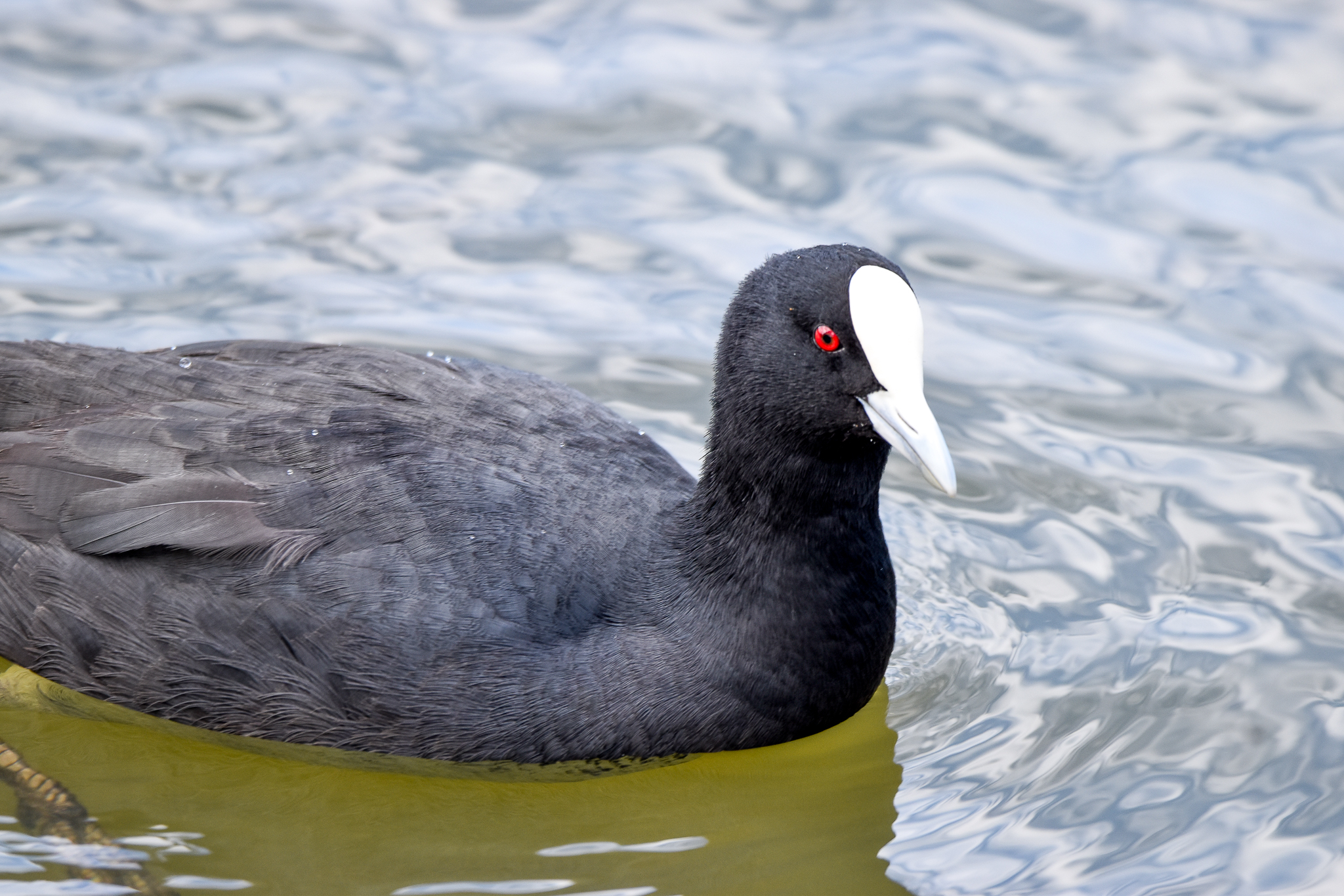 Eurasian Coot