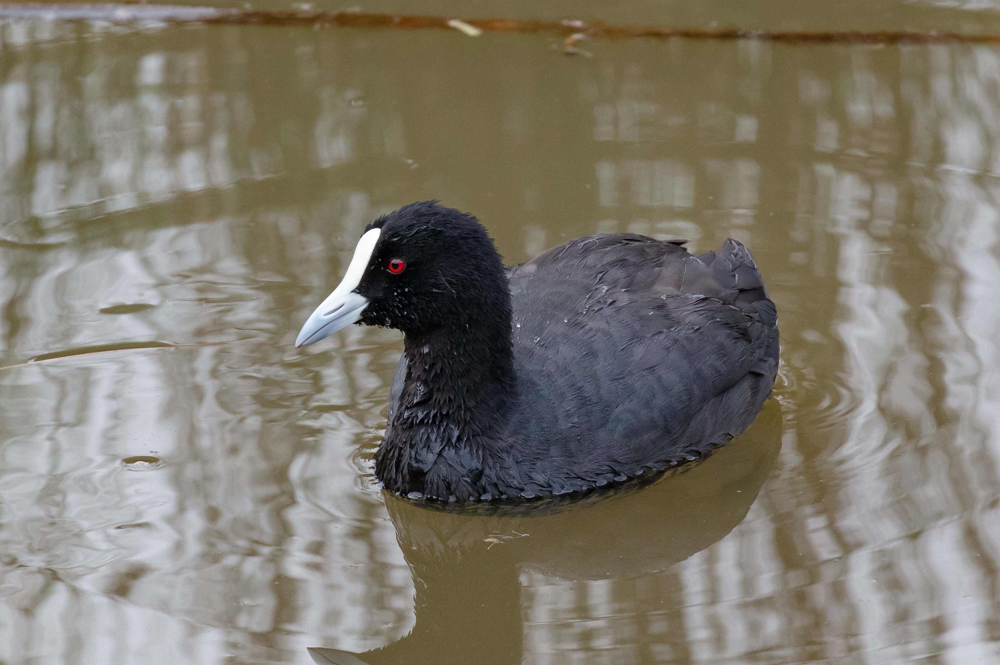 Eurasian Coot