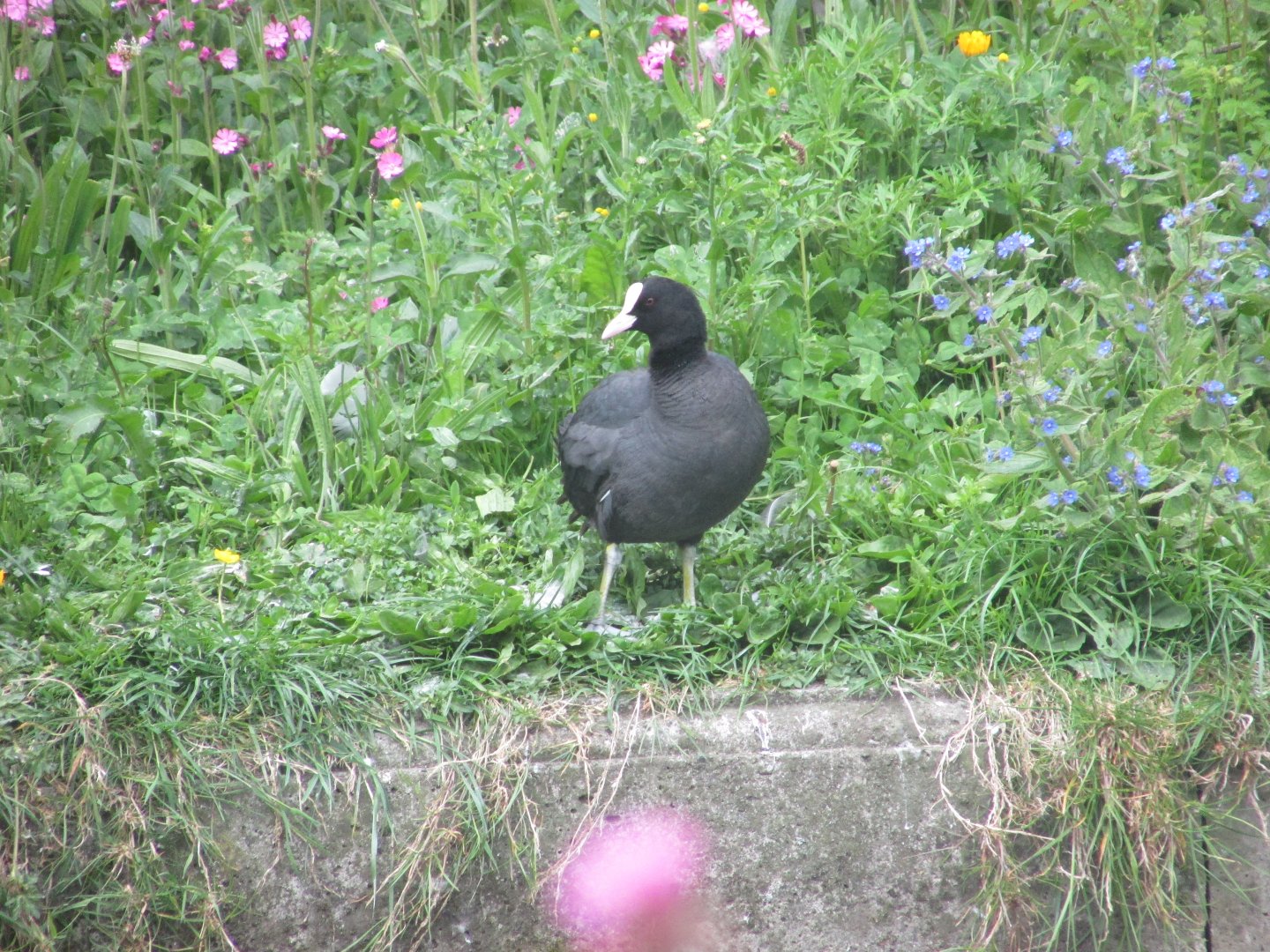 Eurasian coot