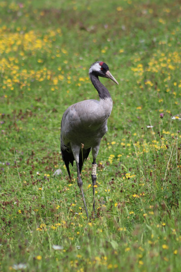 Eurasian Crane - 1 August 2020