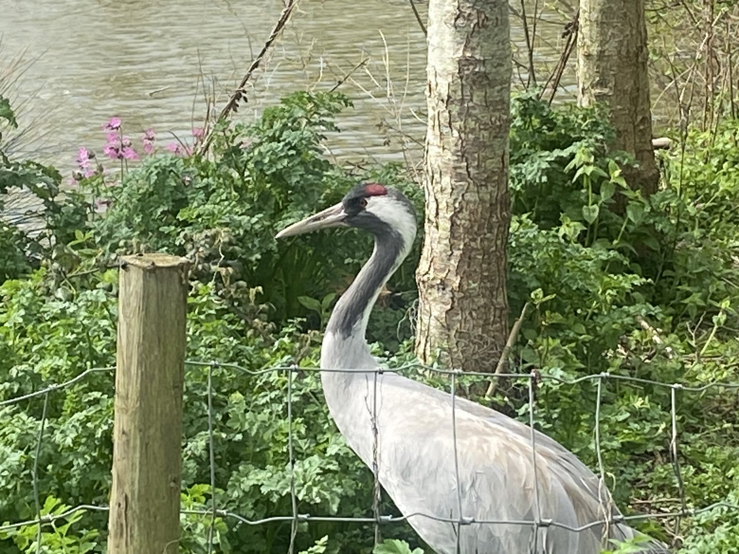 Eurasian crane 110424