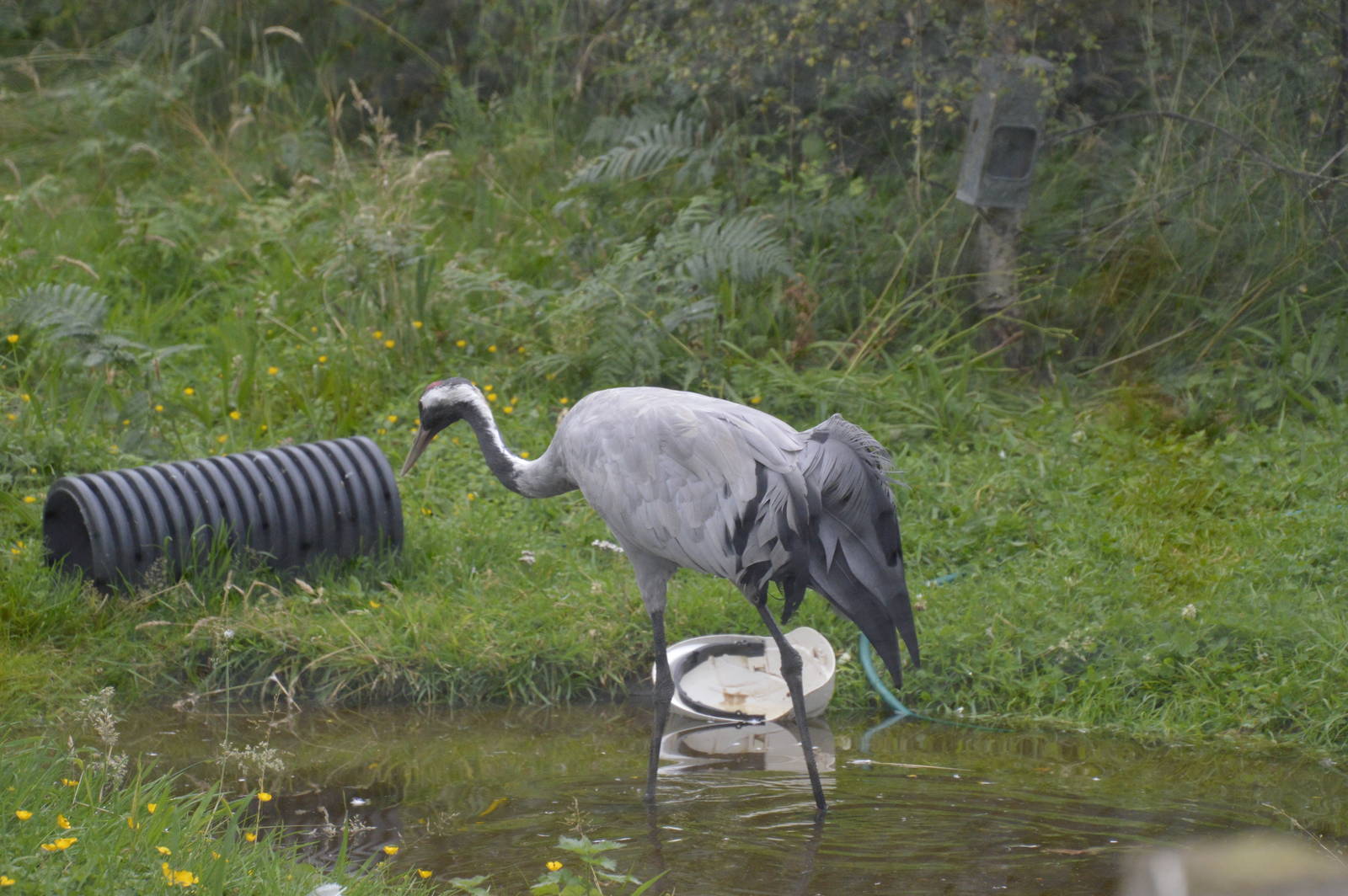 Eurasian Crane 250815