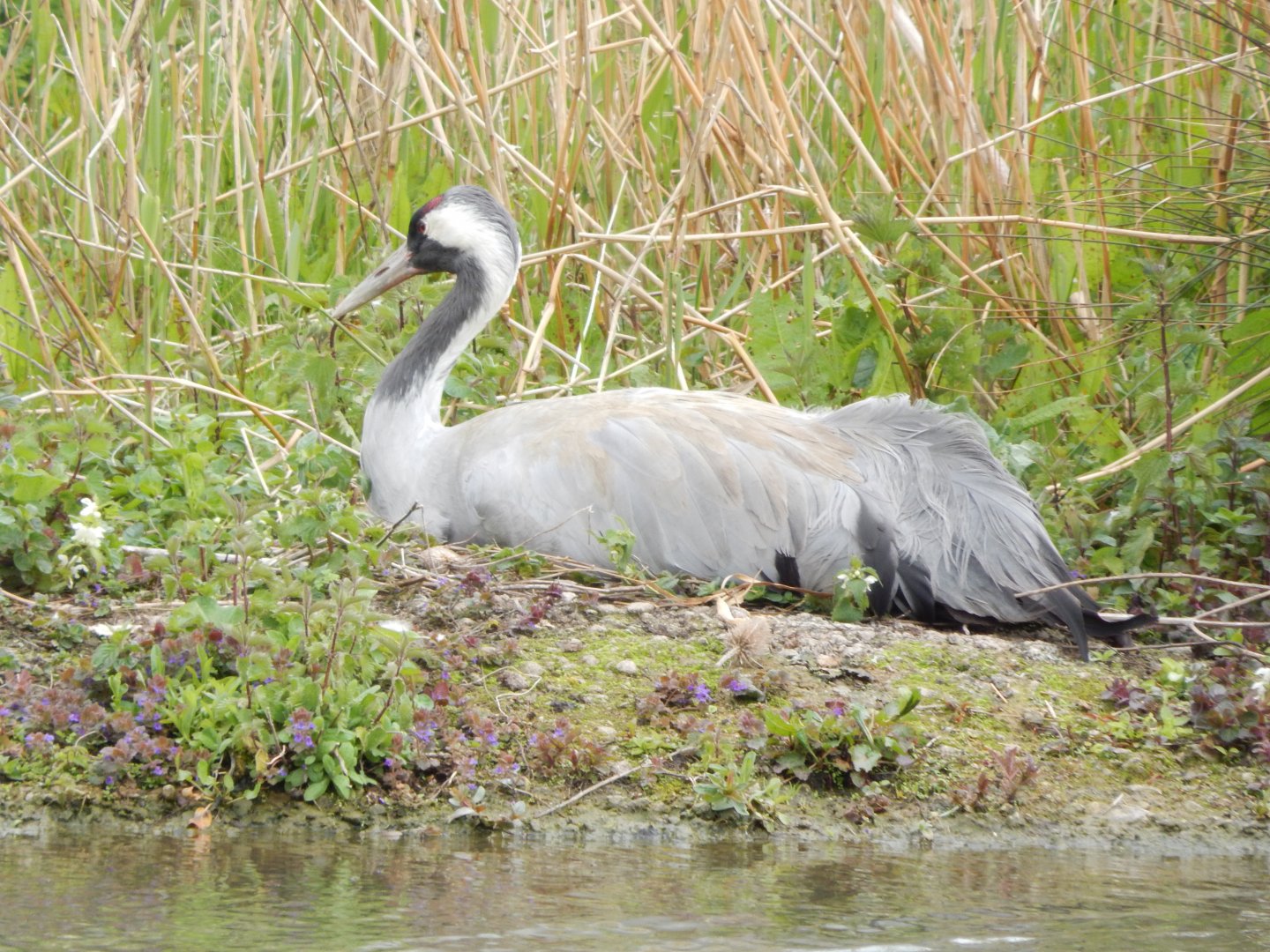 Eurasian crane 290422