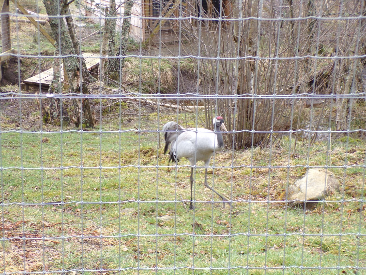 Eurasian crane 5.4.24