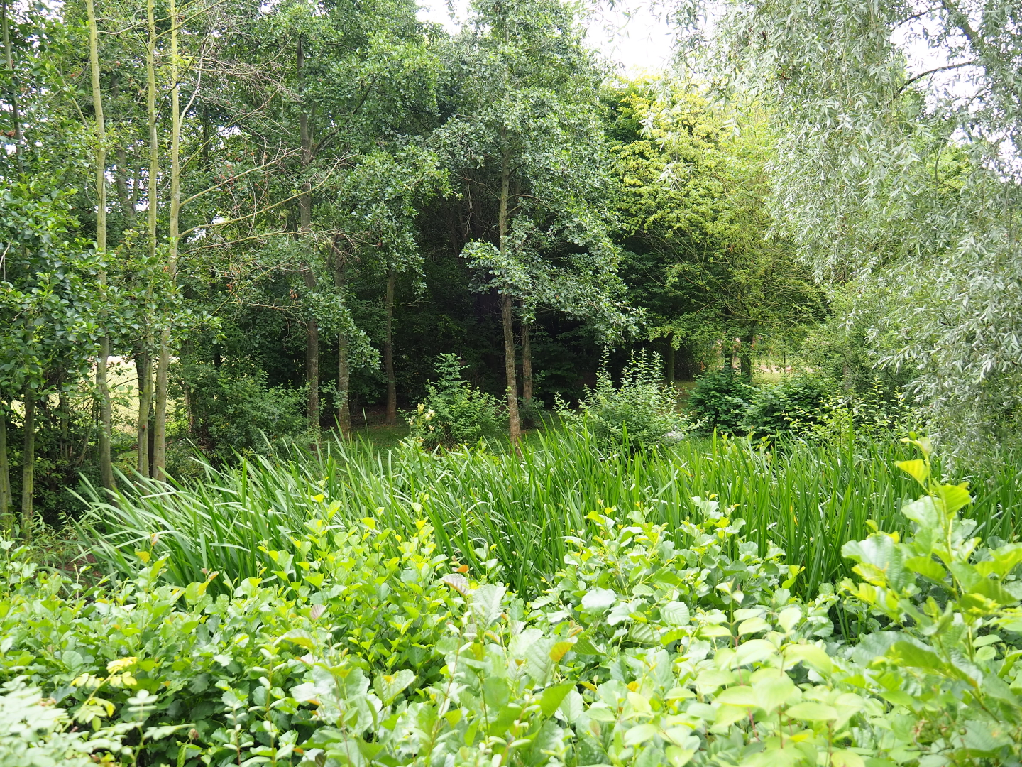 Eurasian crane and European white stork exhibit, 2019-07-21