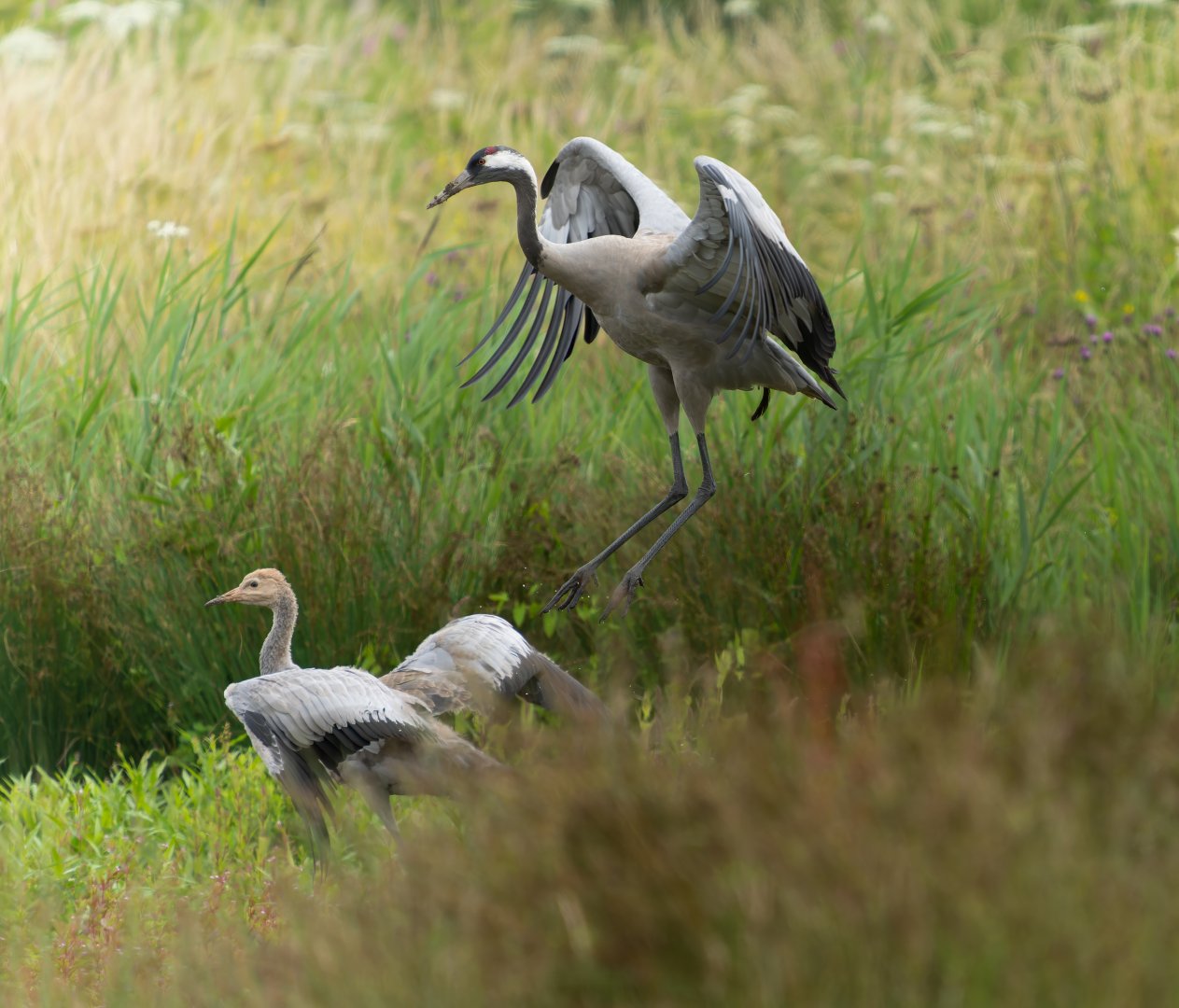 Eurasian crane and juvenile, wild, UK