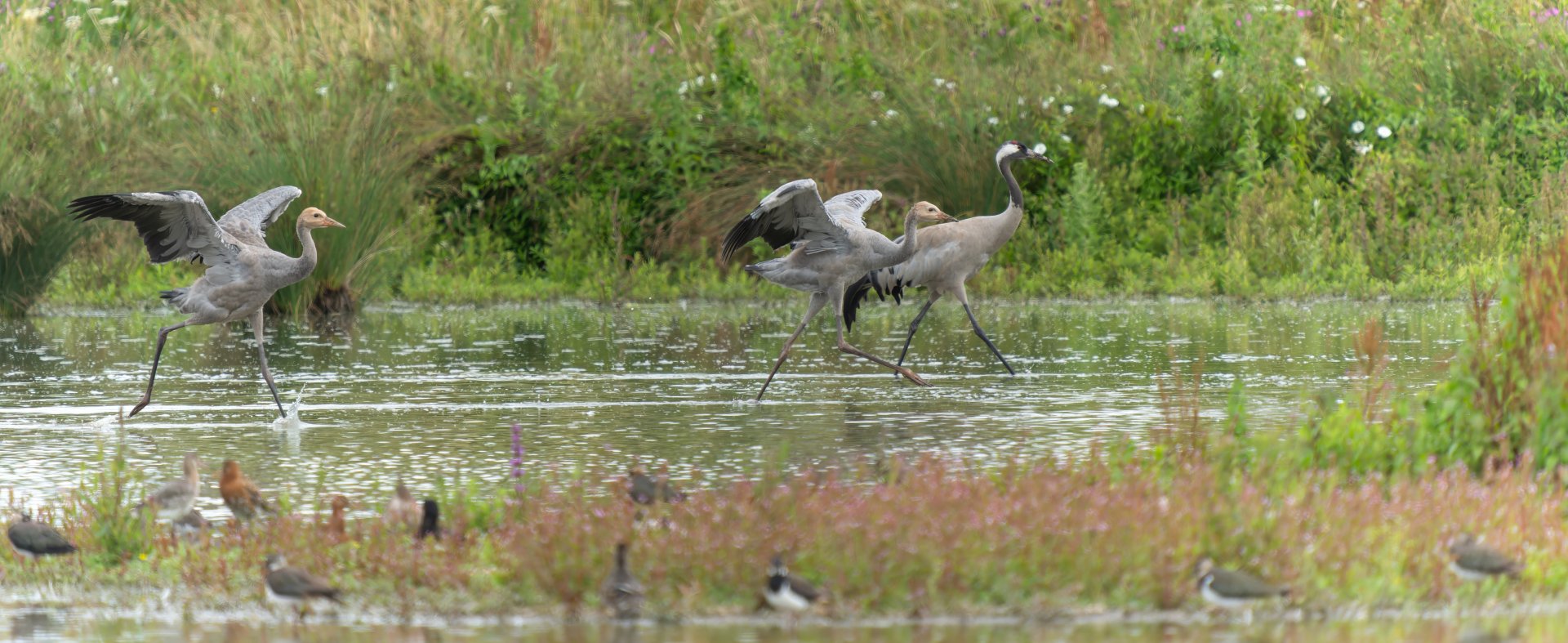 Eurasian crane and juveniles, wild, UK