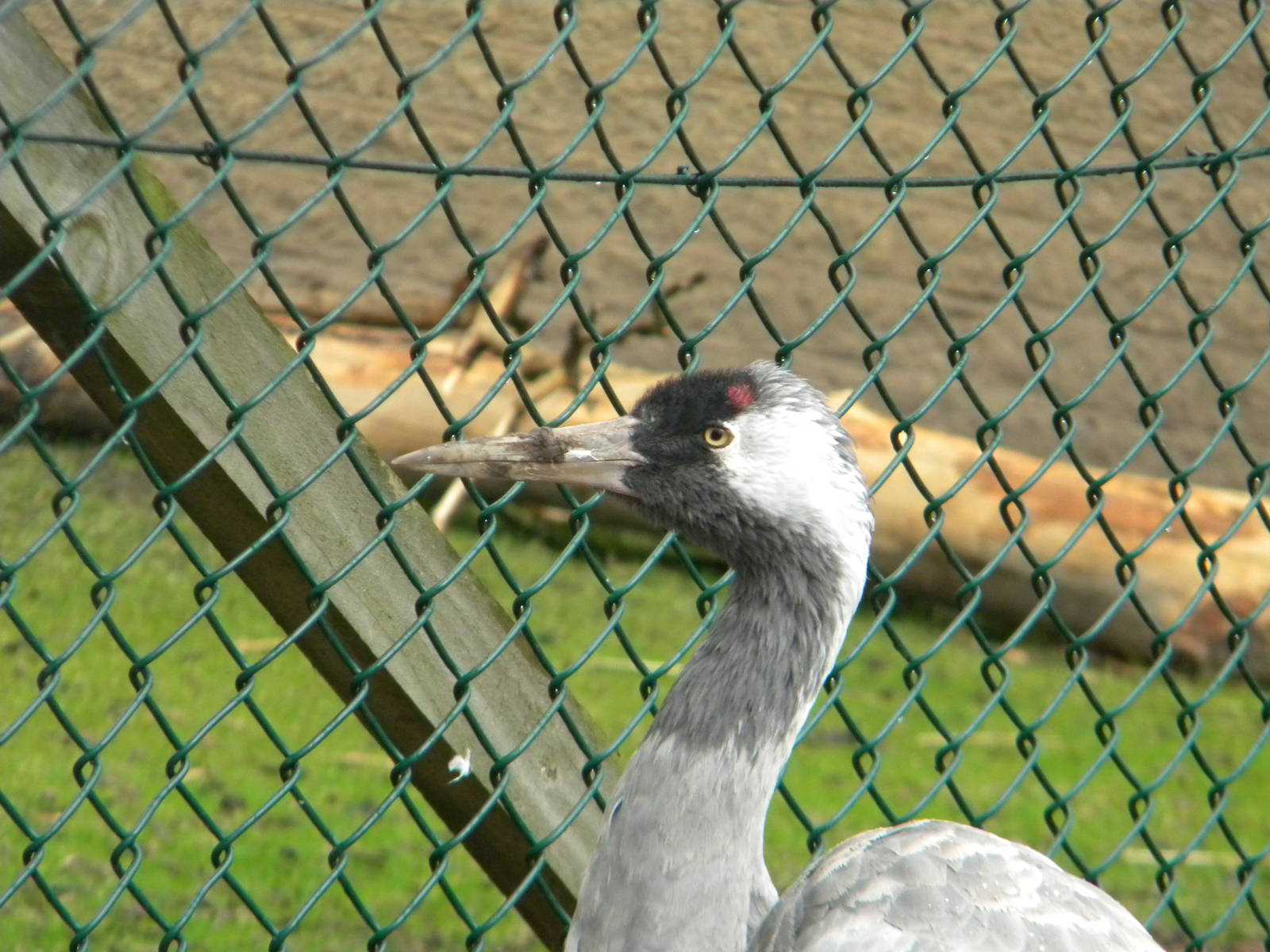 Eurasian Crane at Blackpool Zoo 08/05/11
