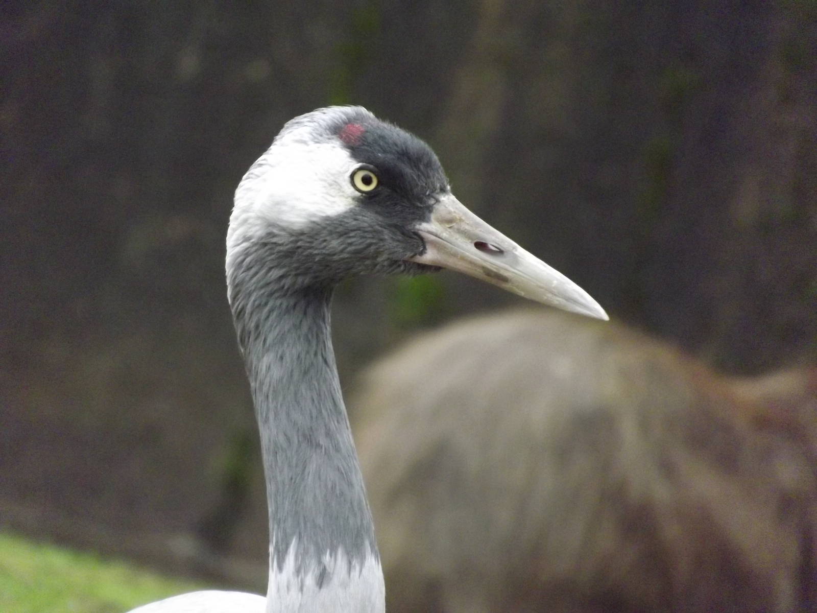 Eurasian Crane at Blackpool zoo 16/10/11