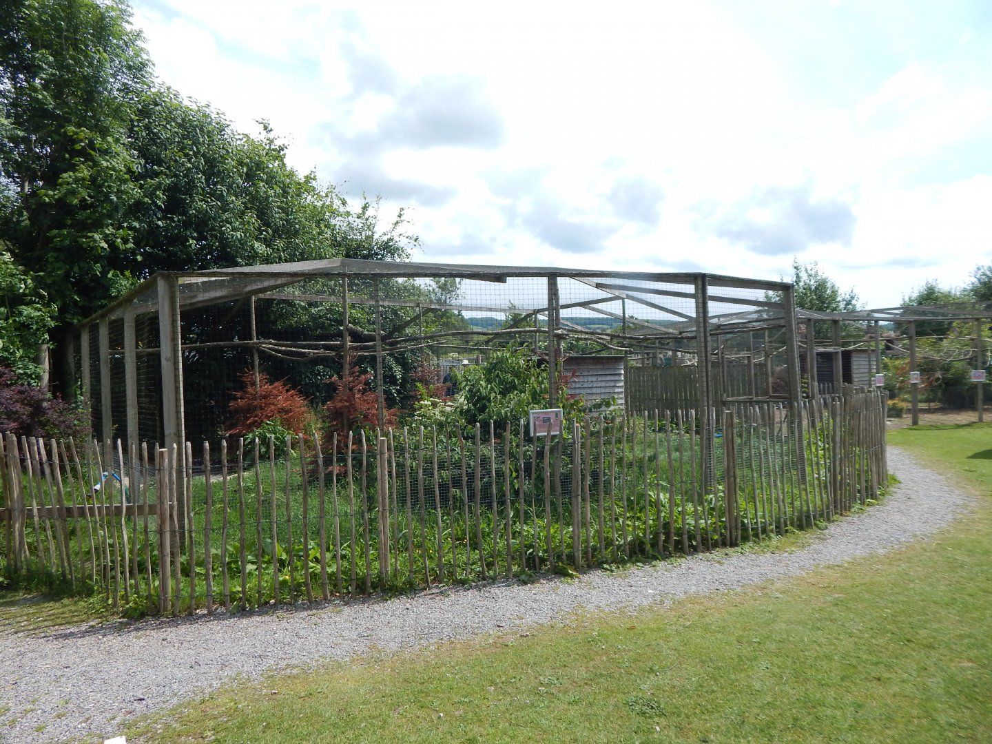 Eurasian crane aviary 060625