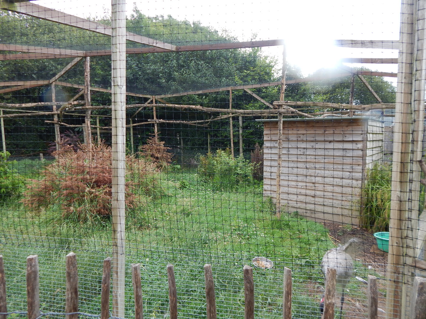 Eurasian crane enclosure 300623