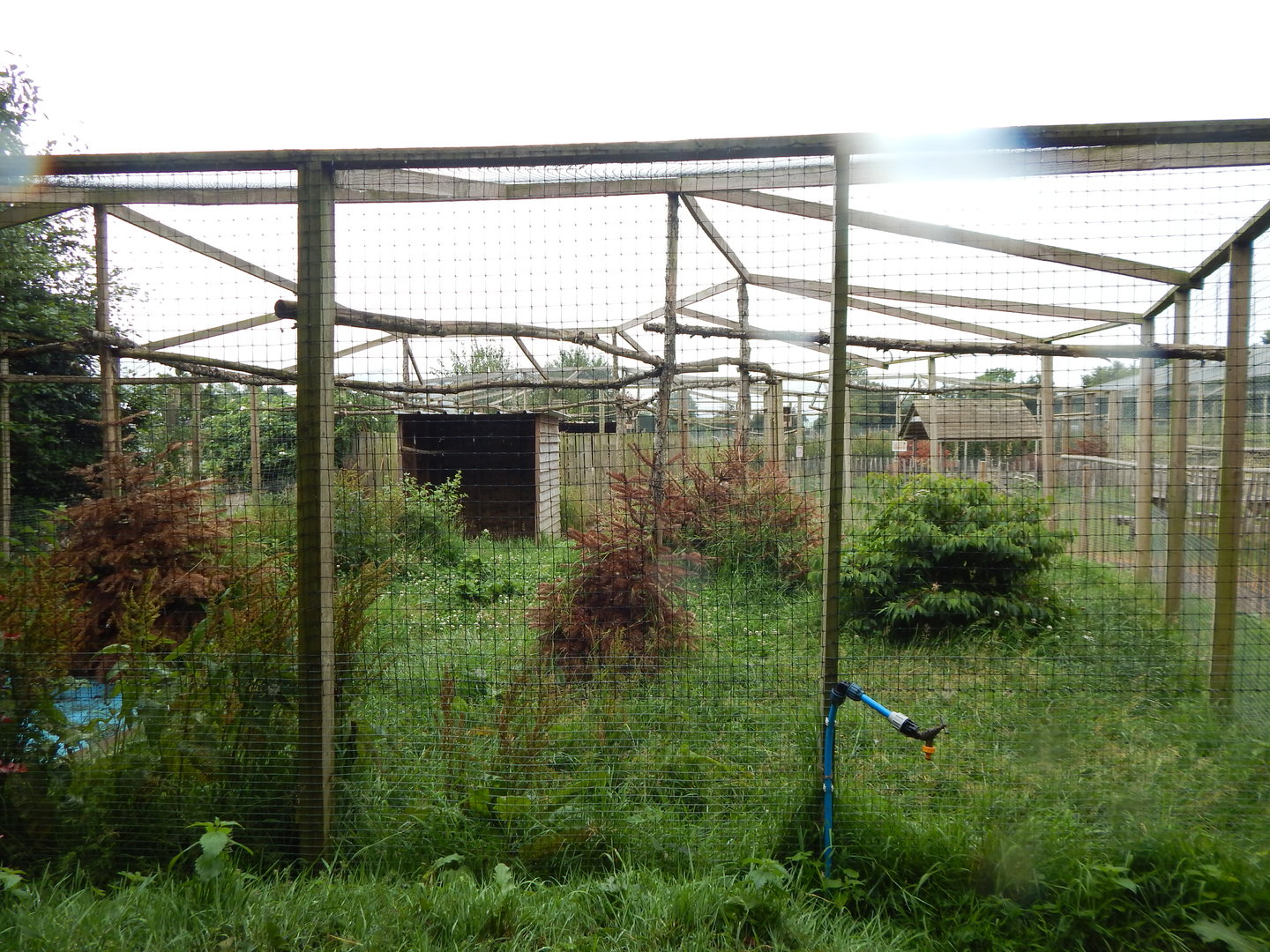 Eurasian crane enclosure 300623