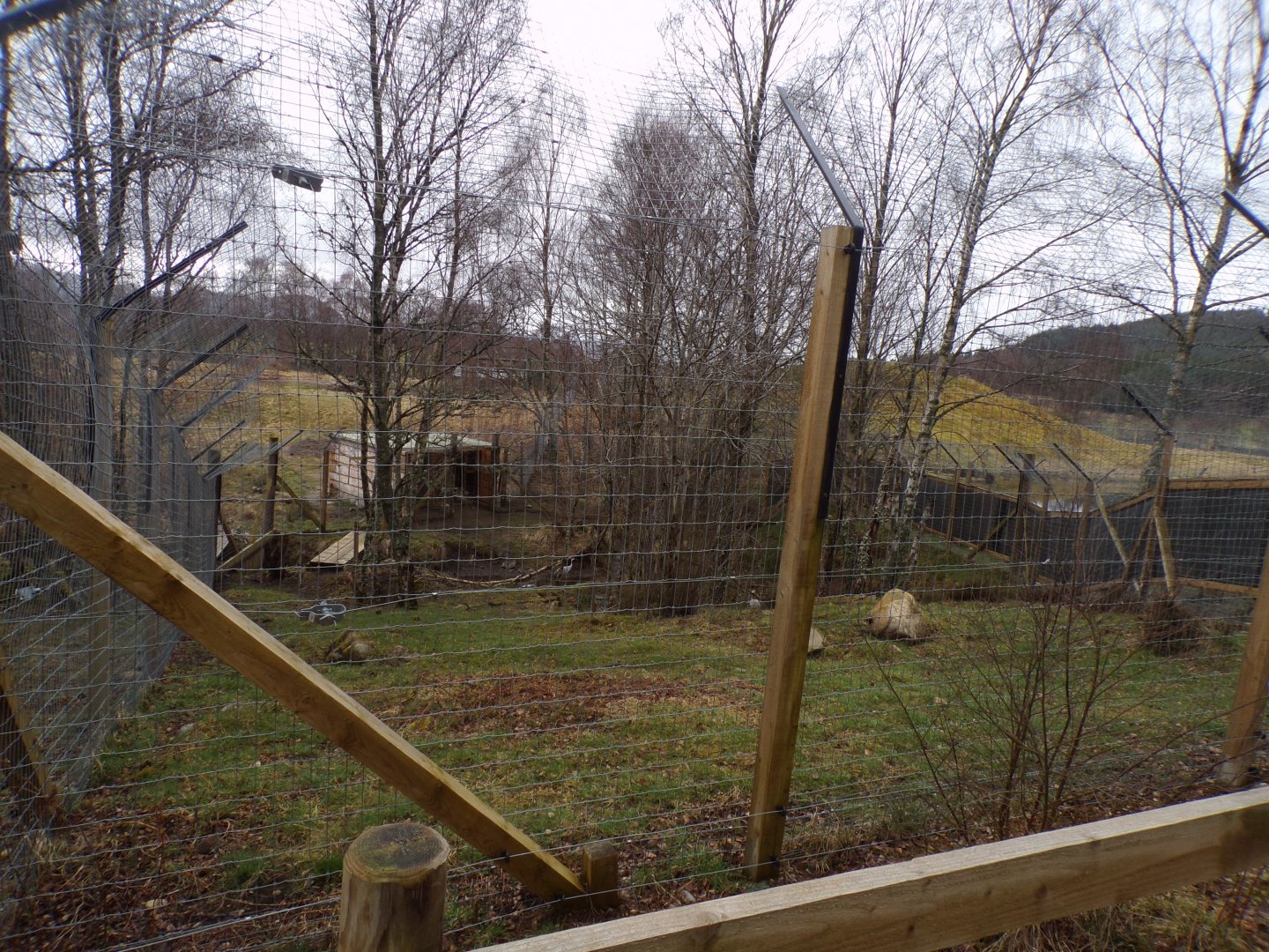 Eurasian crane enclosure 5.4.24