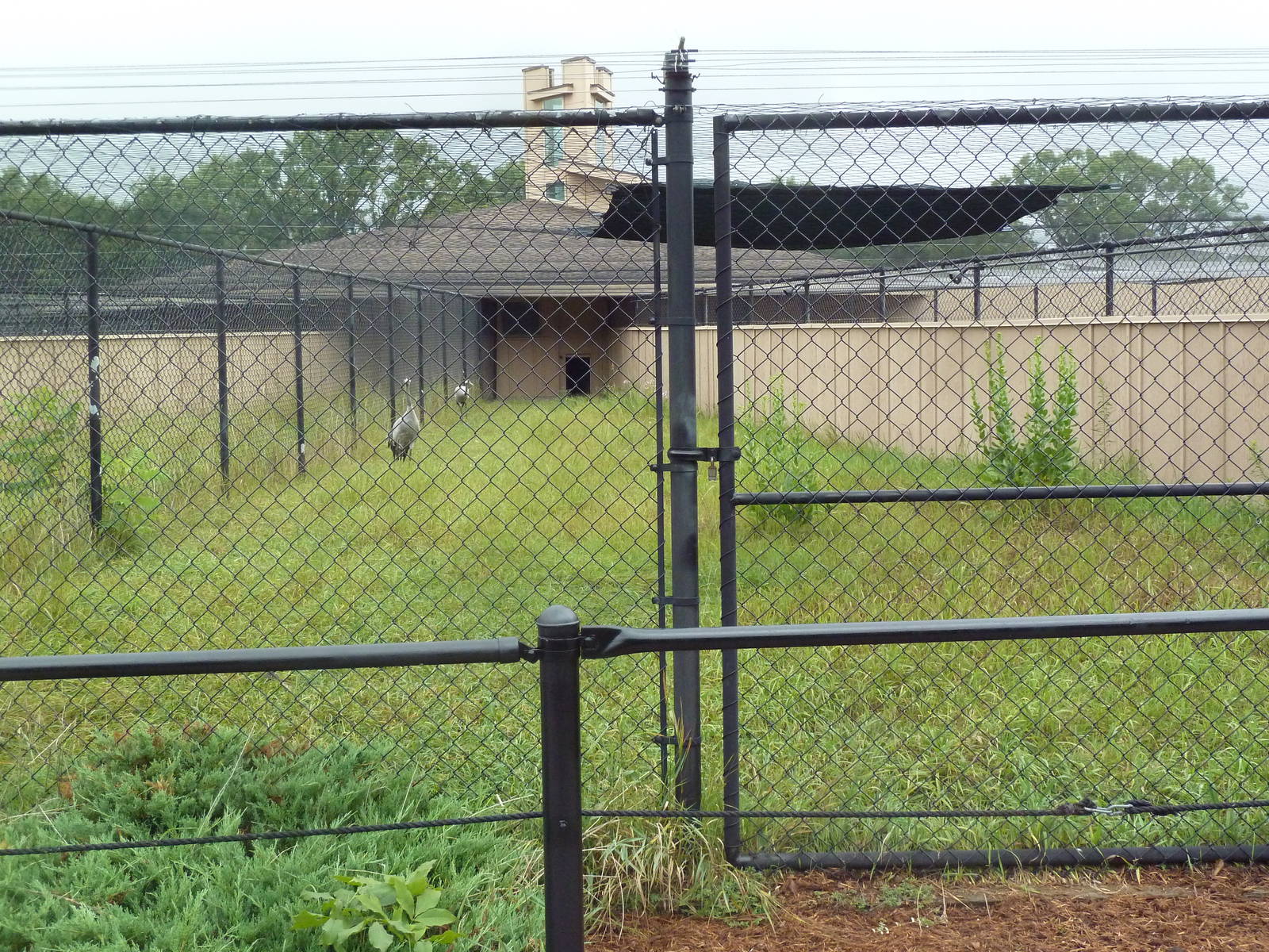 Eurasian Crane Exhibit #1