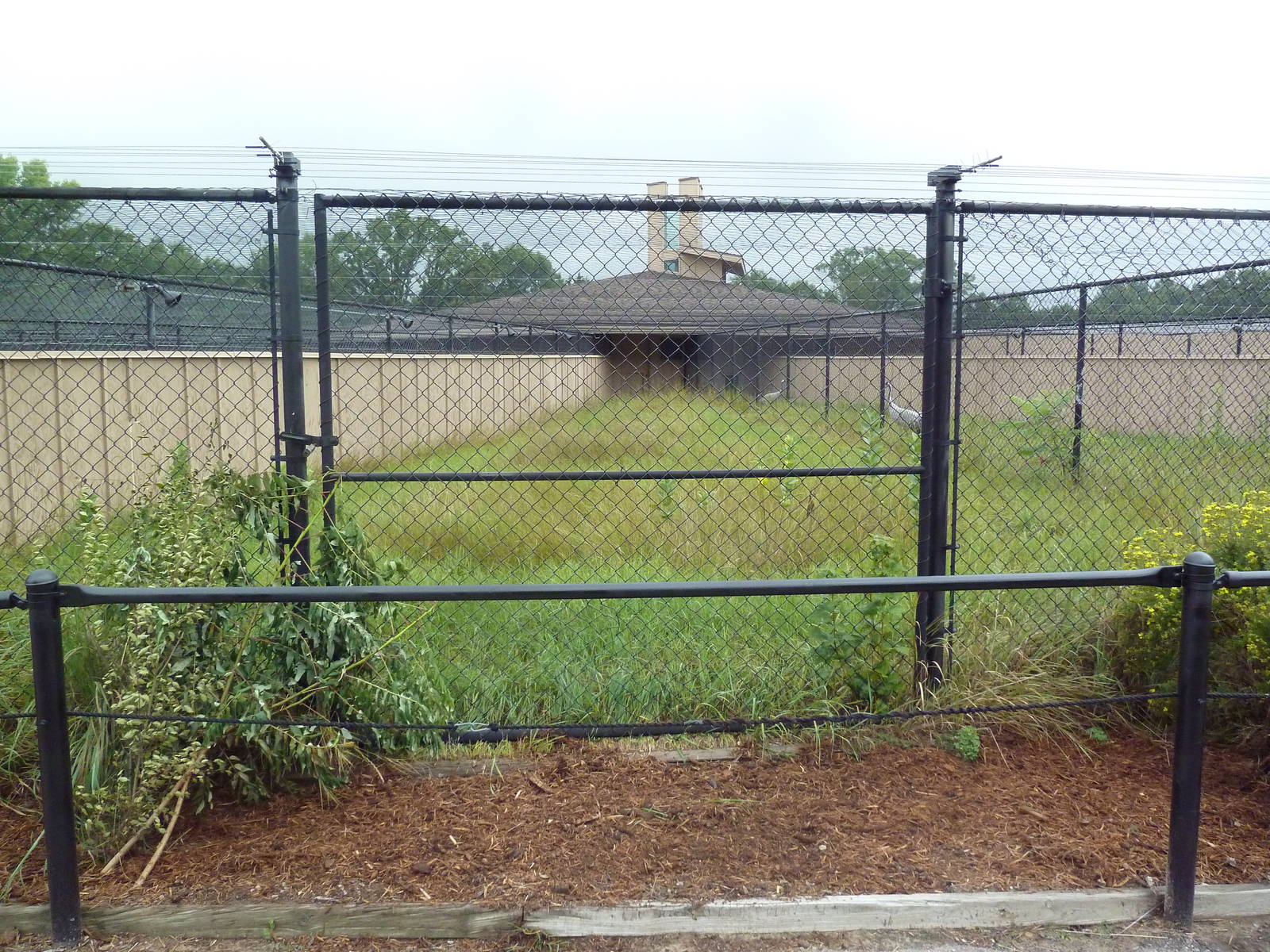 Eurasian Crane Exhibit #2