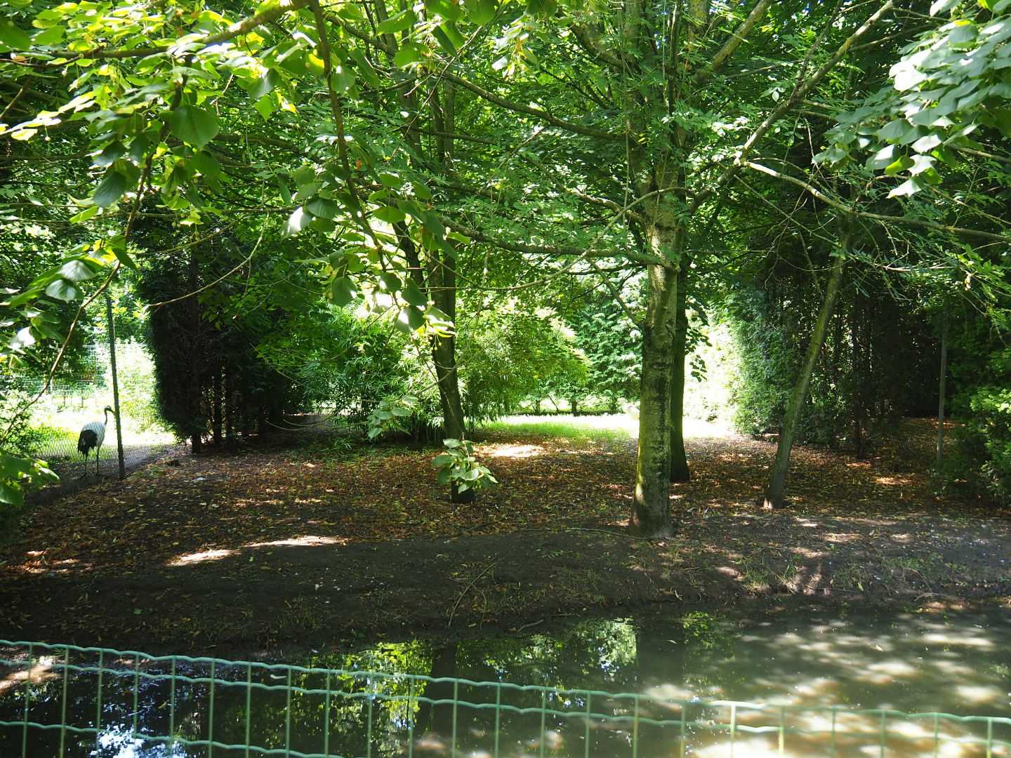 Eurasian crane exhibit, 2019-08-04