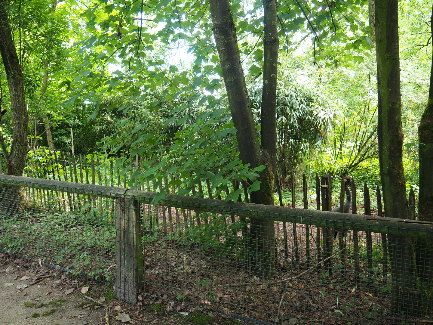 Eurasian crane exhibit, 2020-06-20