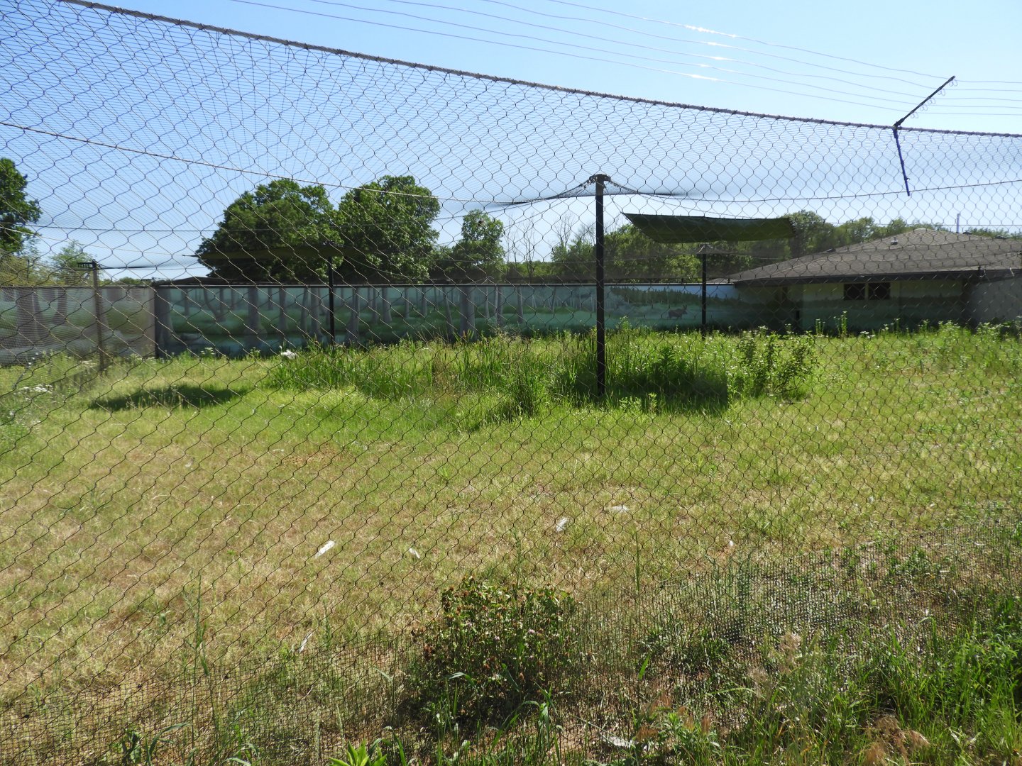 Eurasian Crane exhibit - New in 2021