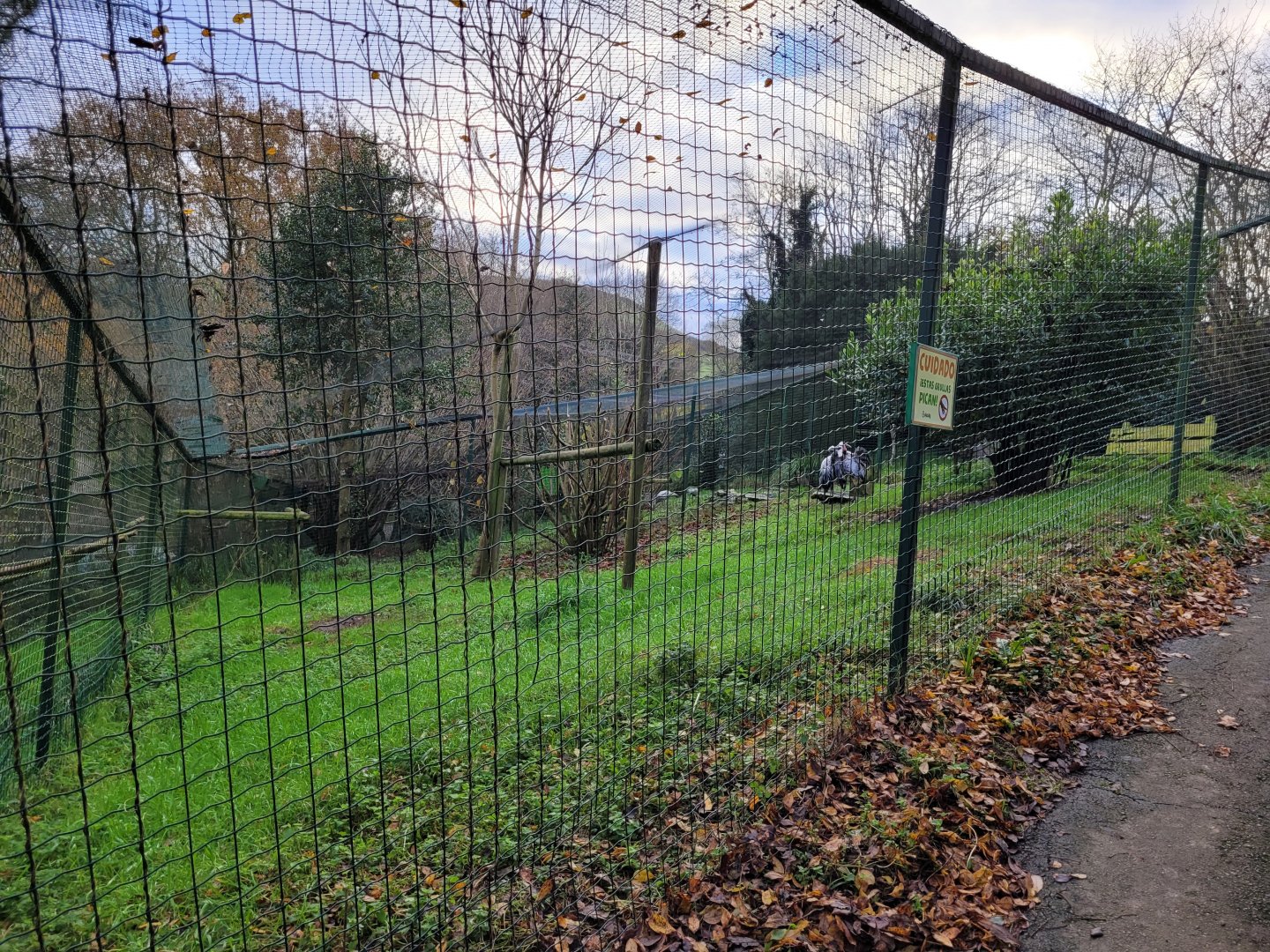 Eurasian crane exhibit -Zoo de Santillana del Mar (2023)