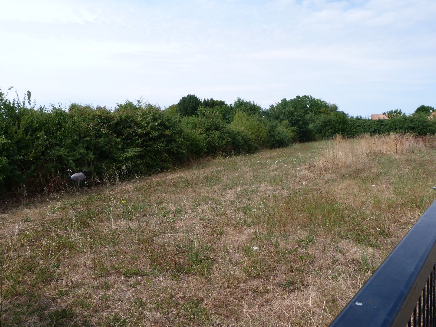 Eurasian crane exhibit -Zoodyssée (2025)