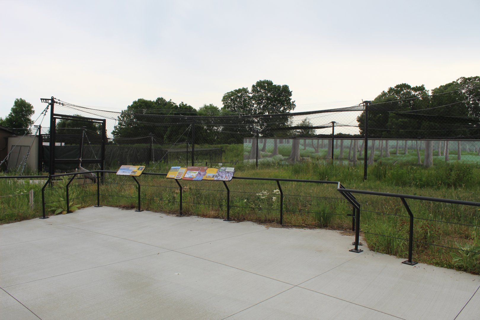 Eurasian Crane Exhibit